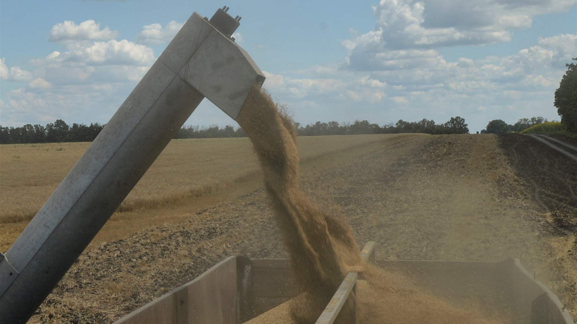 Most of Ukraine's winter grain crops in good condition - scientists