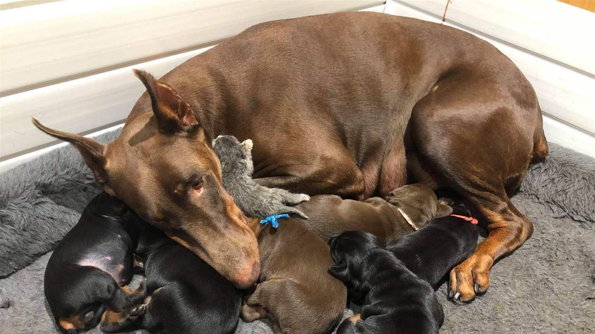 A dog, three newborn pups, rescued from rubble in Turkey's Hatay a month after quakes