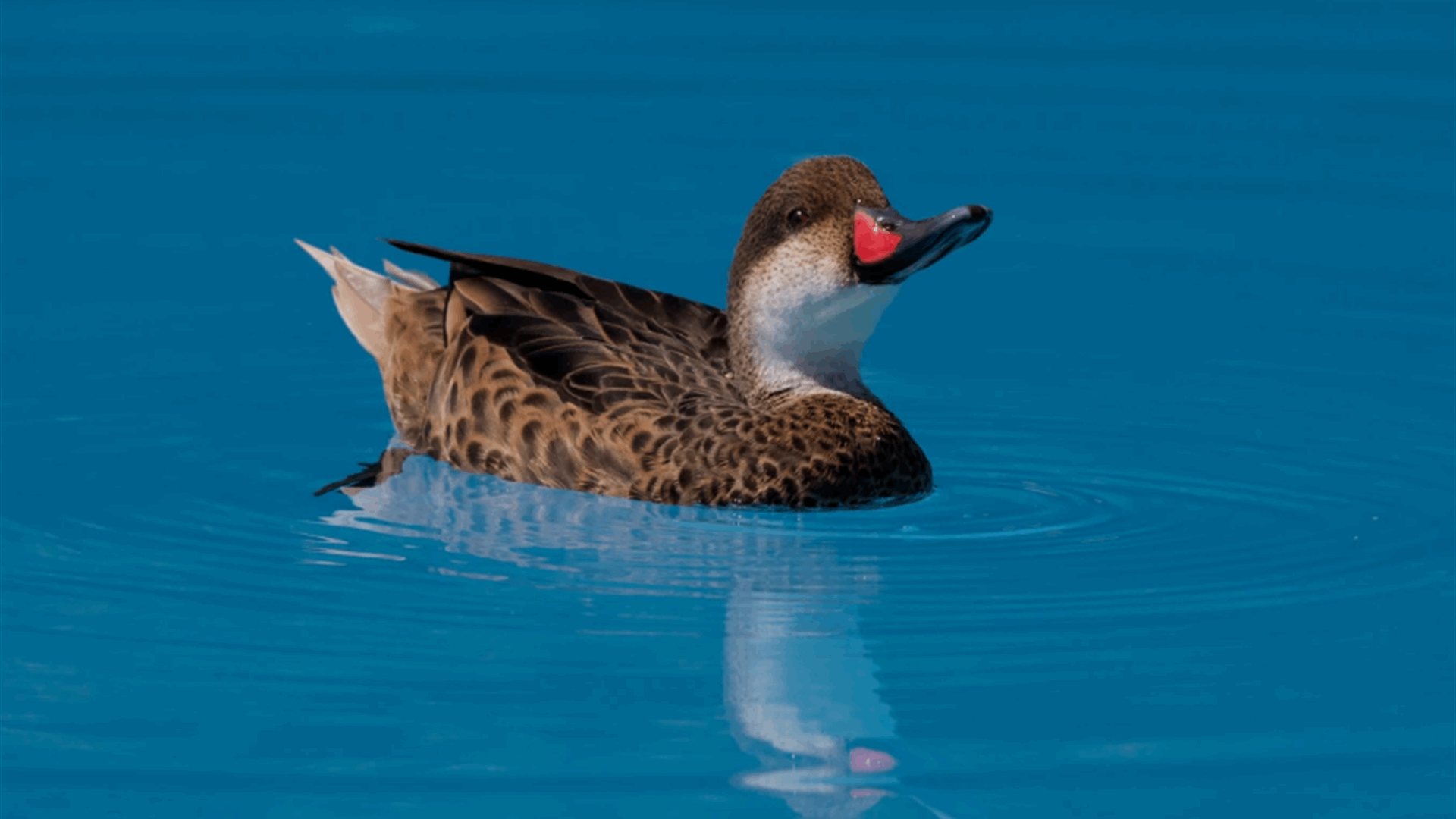 DuckDuckGo dabbles with AI search
