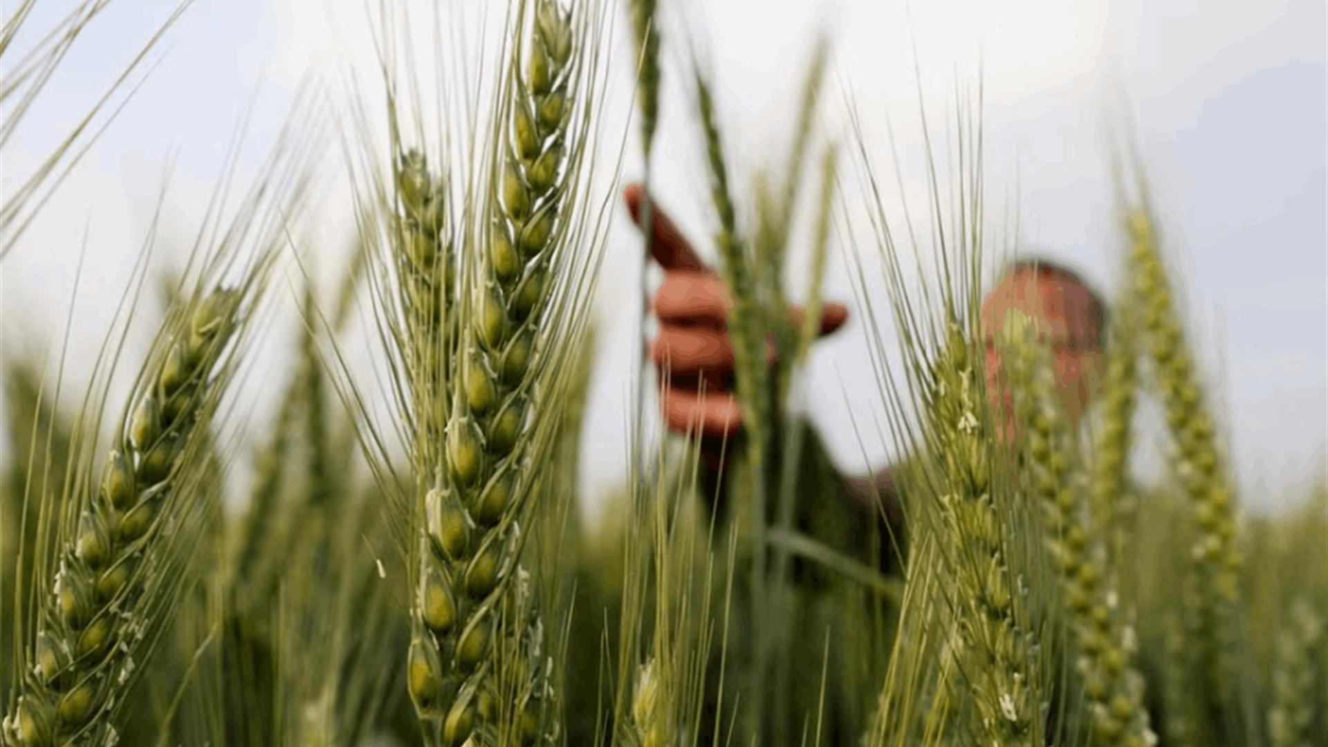 Egypt withdraws from UN grain treaty prompting sadness and concern
