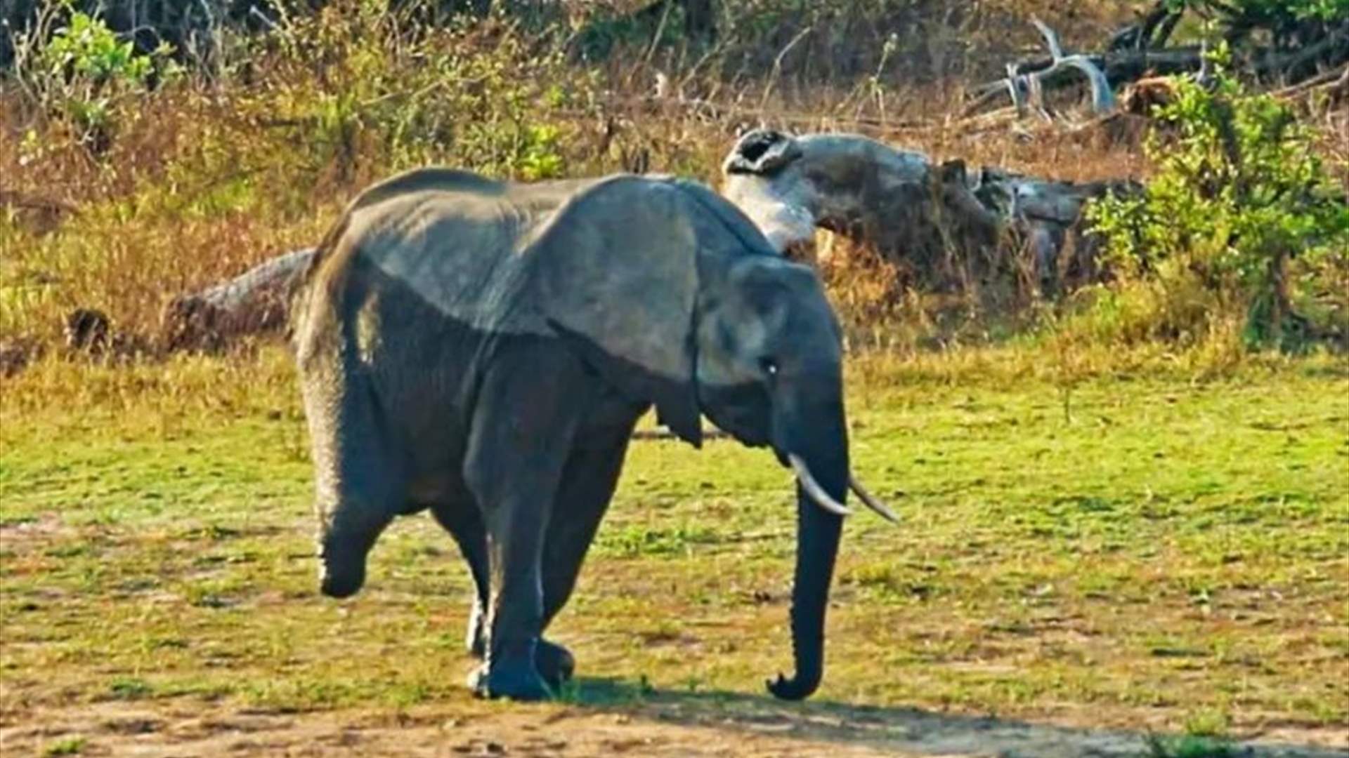 درس في الحياة من حيوان... فيل بثلاثة أرجل يثير الدهشة عبر الإنترنت! (فيديو)