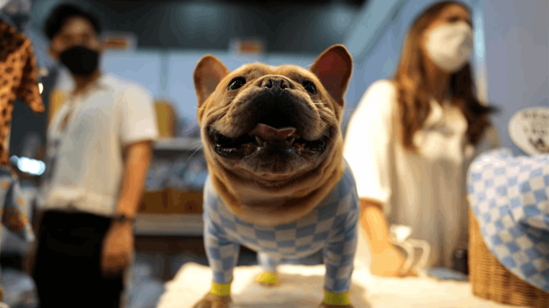 French bulldog claims title of top US purebred, dethroning Labrador retriever