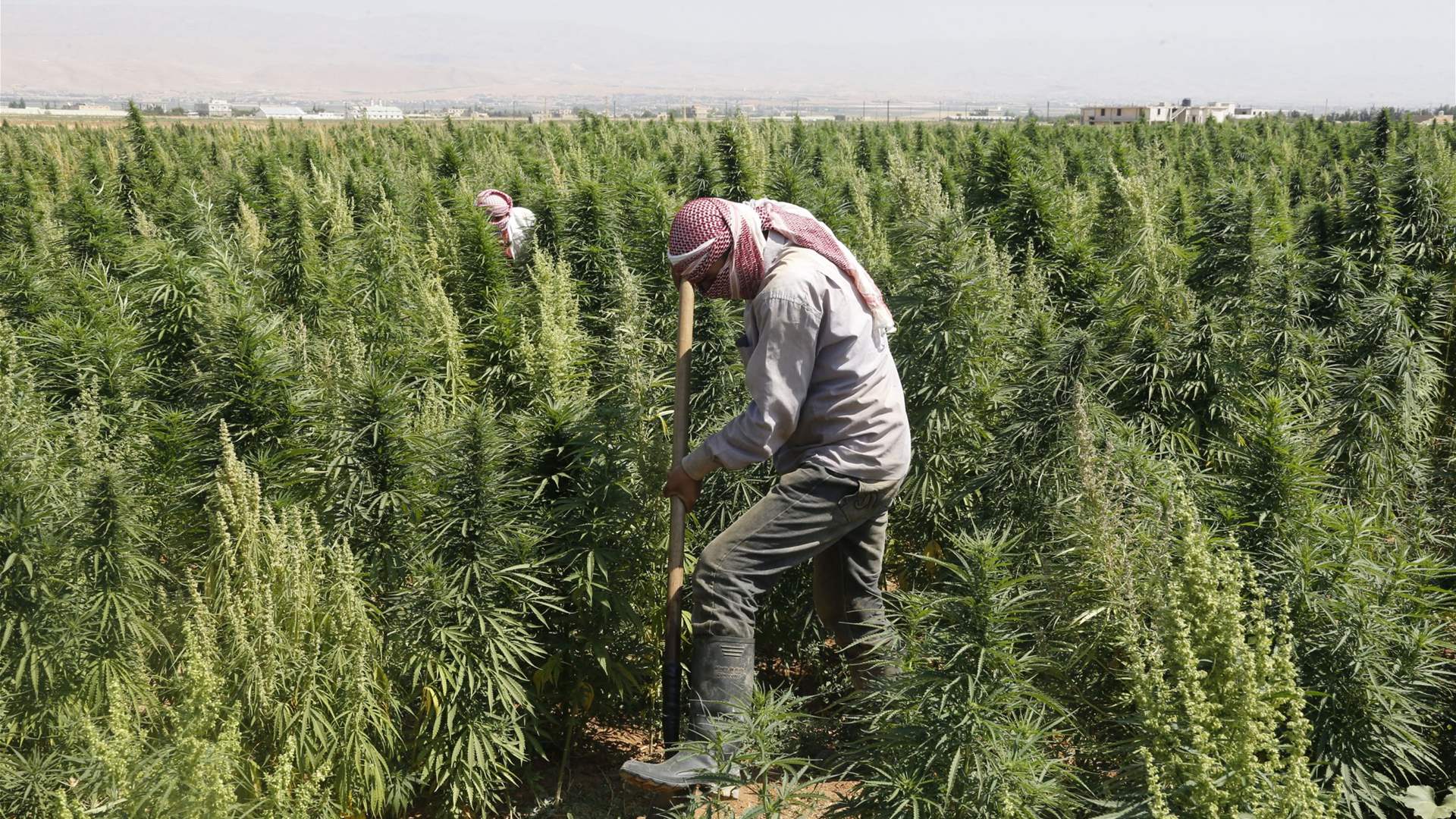 Delegation from Baalbek-Hermel urges for medical cannabis manufacturing amid economic hardship