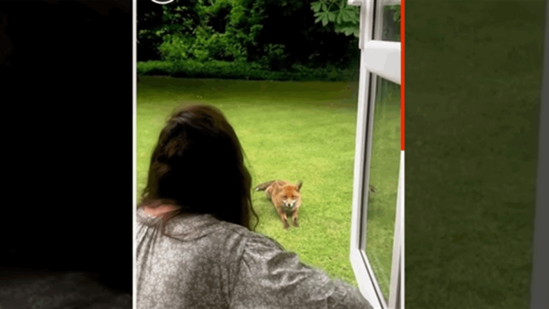 مشهد غير اعتيادي... ثعلب يزور مغنية للاستماع إلى الموسيقى (فيديو)