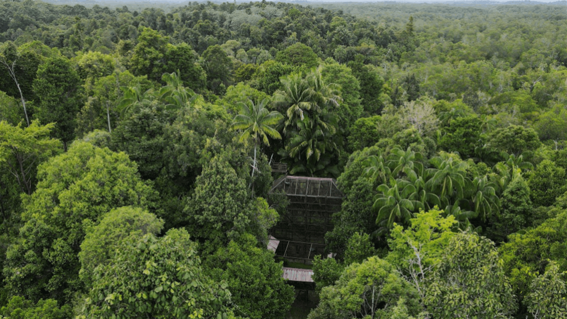 Fears for orangutans, dolphins as Indonesia presses on with new capital