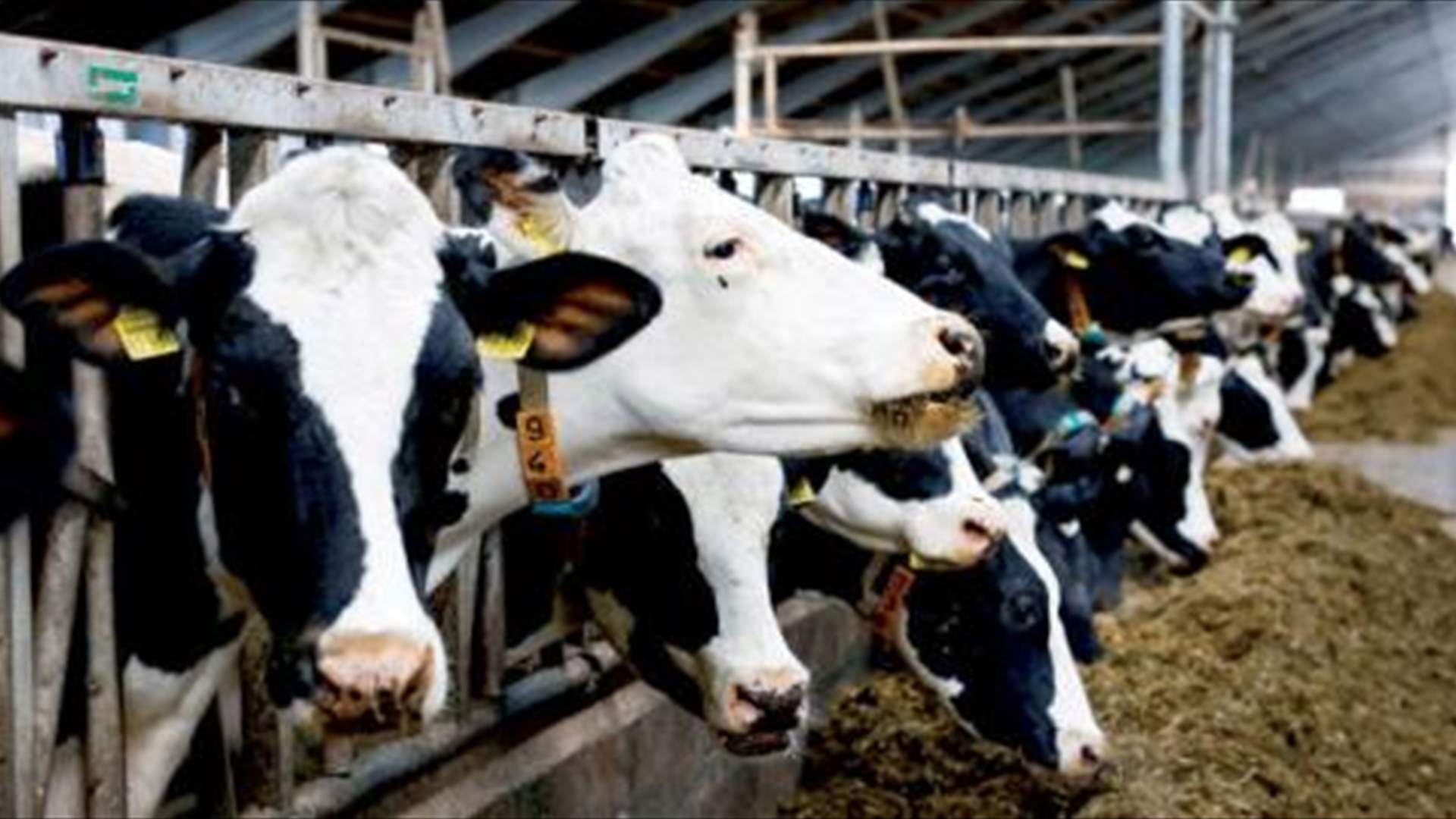 مزرعة فرنسية تستخدم روث البقر لاستخراج نوع من المحروقات الحيوية لمركباتها 