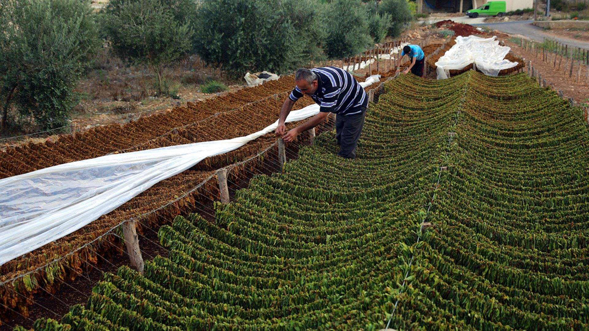 Cost of 2023 tobacco planting season increases ten times since last season: report  