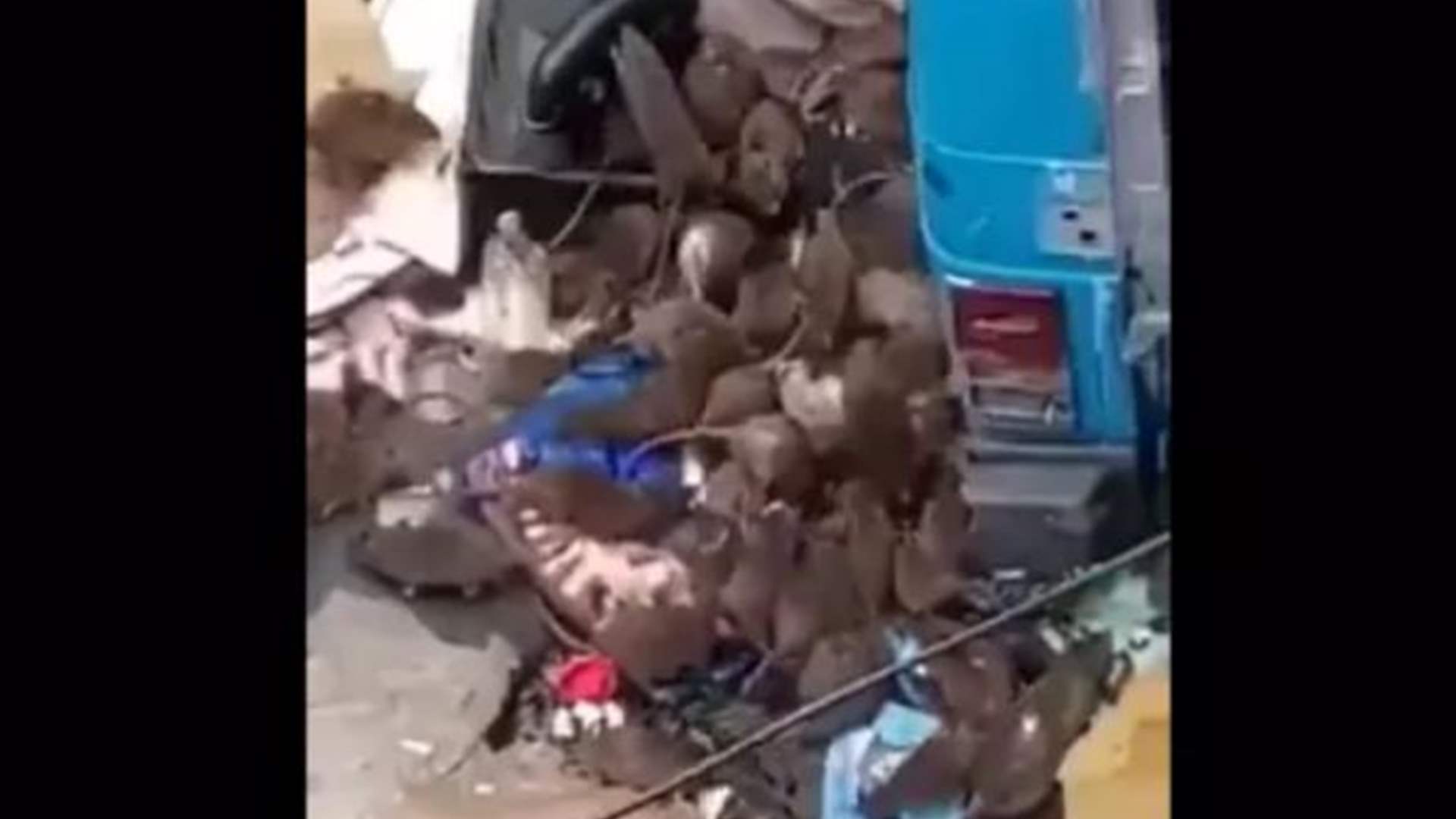 مشاهد الفئران وسط النفايات في شوارع باريس... قديمة أم جديدة؟