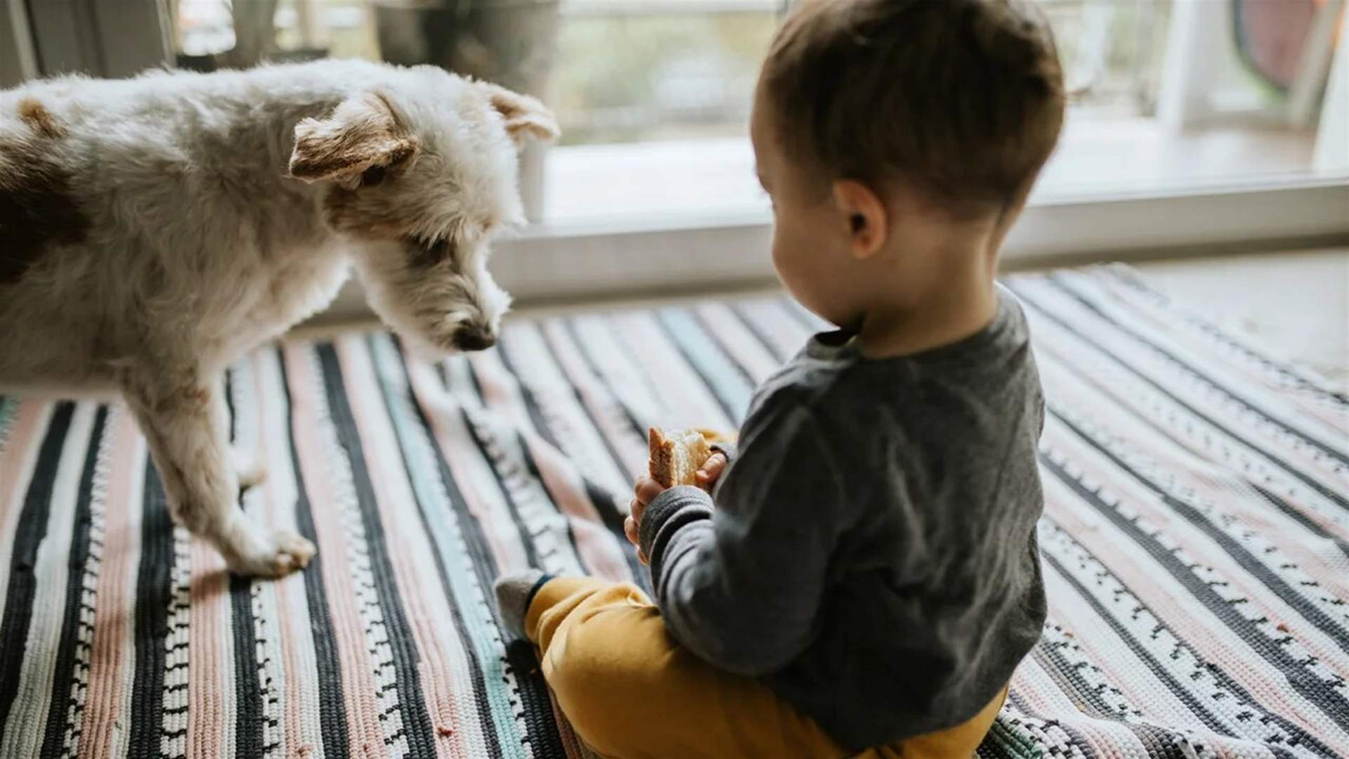 دراسة... القطط والكلاب الأليفة قد تساعد في حماية الأطفال من الحساسية الغذائية!