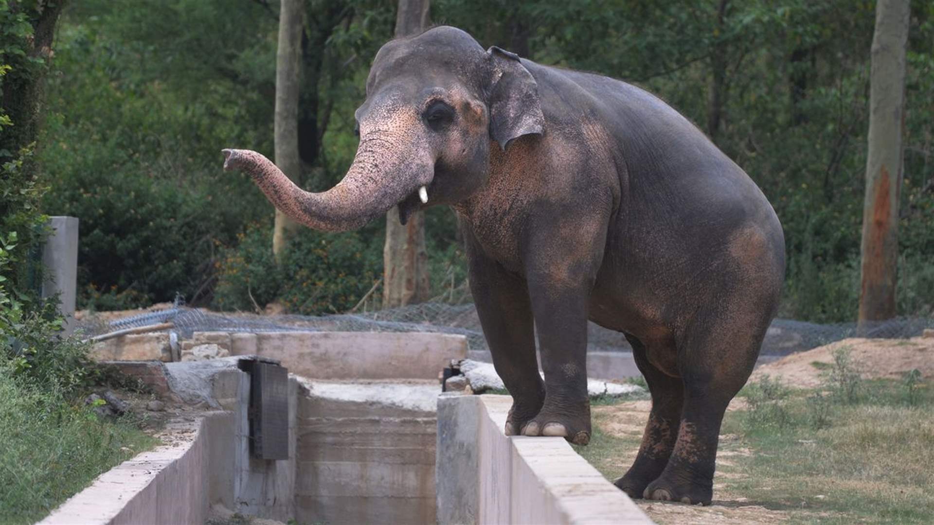 Ailing Pakistan elephant survives jumbo diagnosis