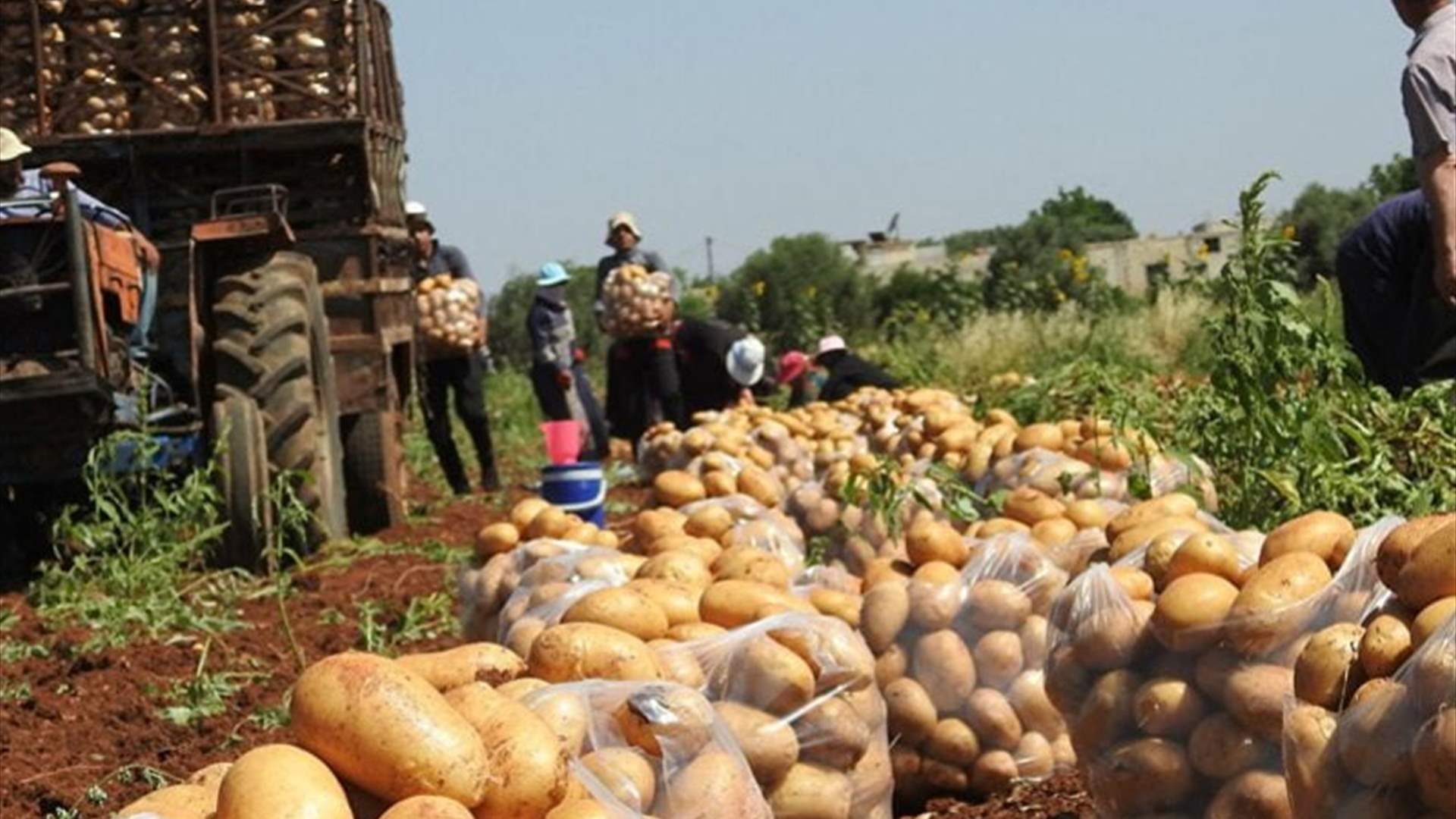 توضيح من وزارة الزراعة حول ما يثار عن إدخال باخرتي بطاطا مصرية إلى لبنان