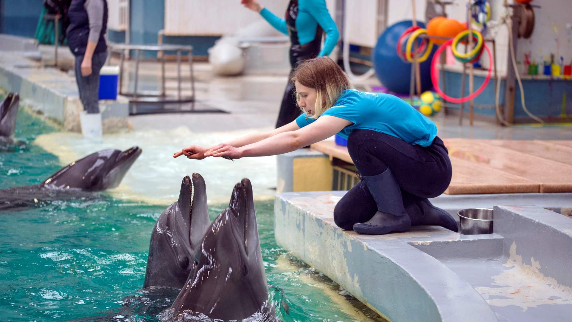 Ukrainian dolphin refugees delight Romanian kids
