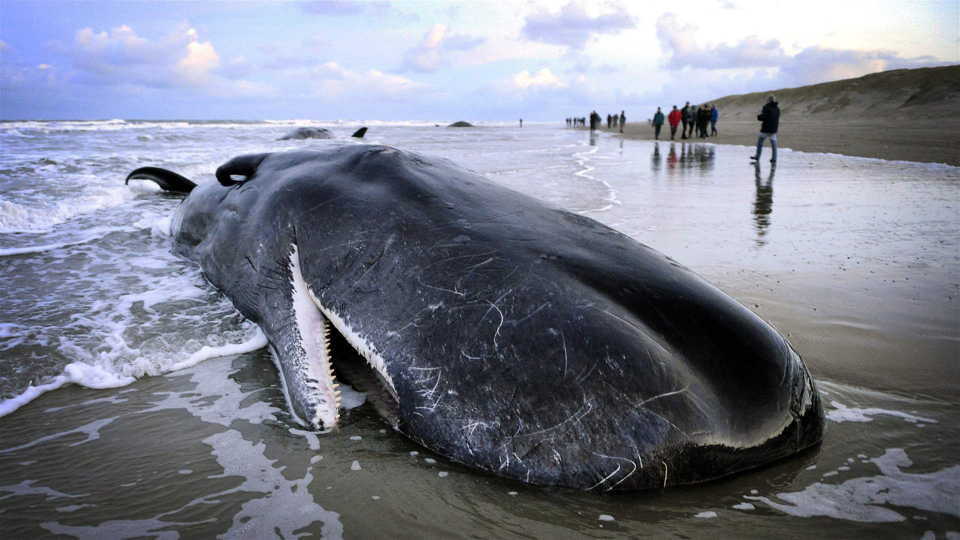 Massive sperm whale beaches itself, dies in Bali