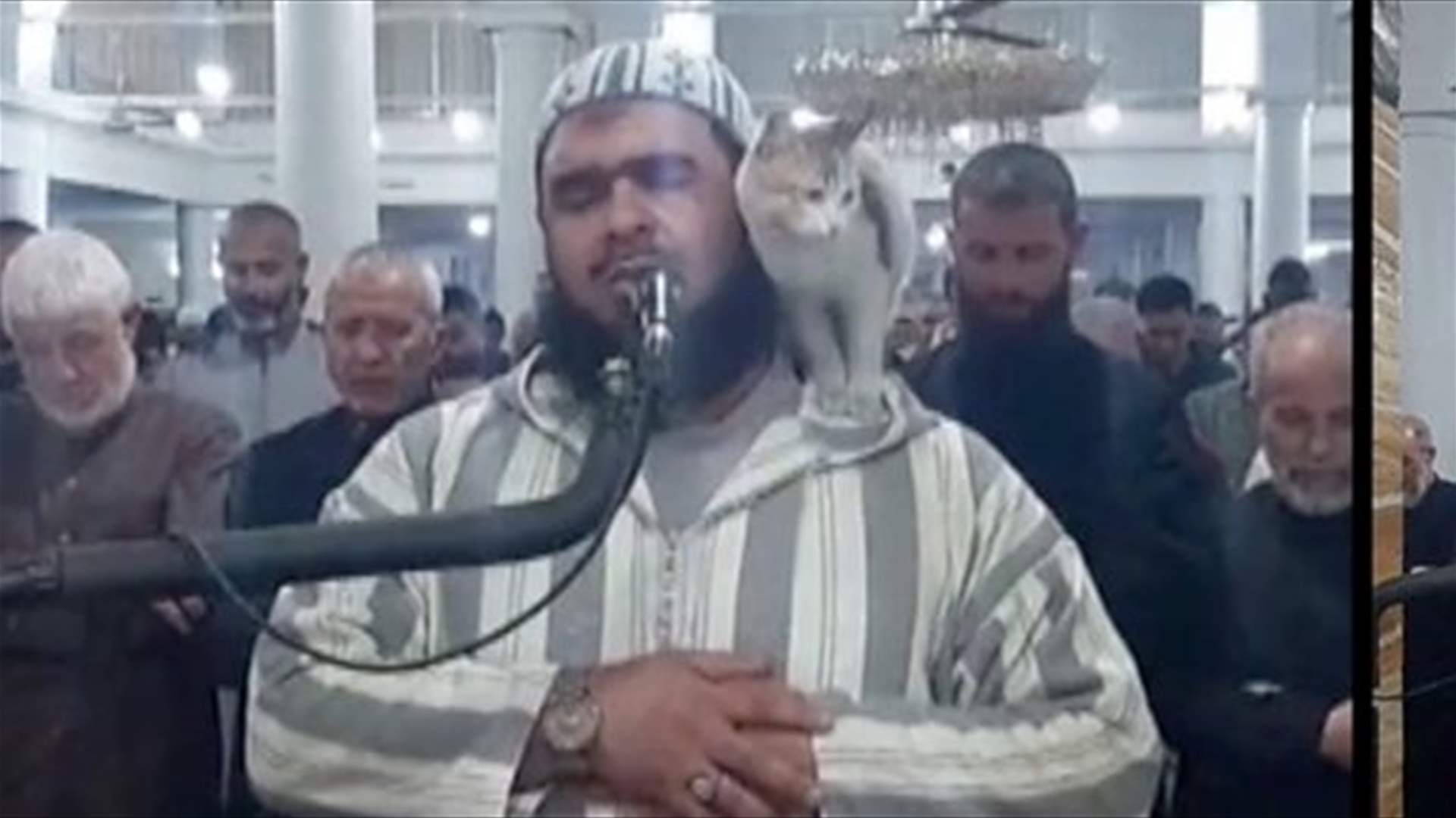 في موقف طريف... قطة تقفز على إمام أثناء صلاة التراويح بالجزائر (فيديو)