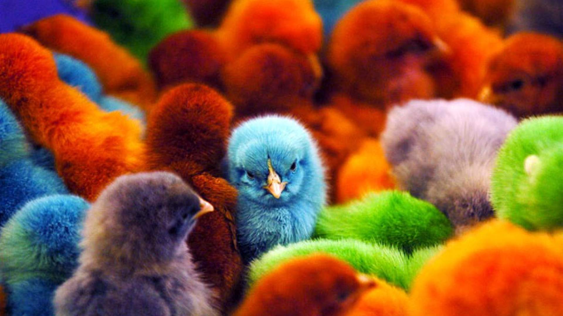 Save a Life this Easter: Say no to colored baby chicks!