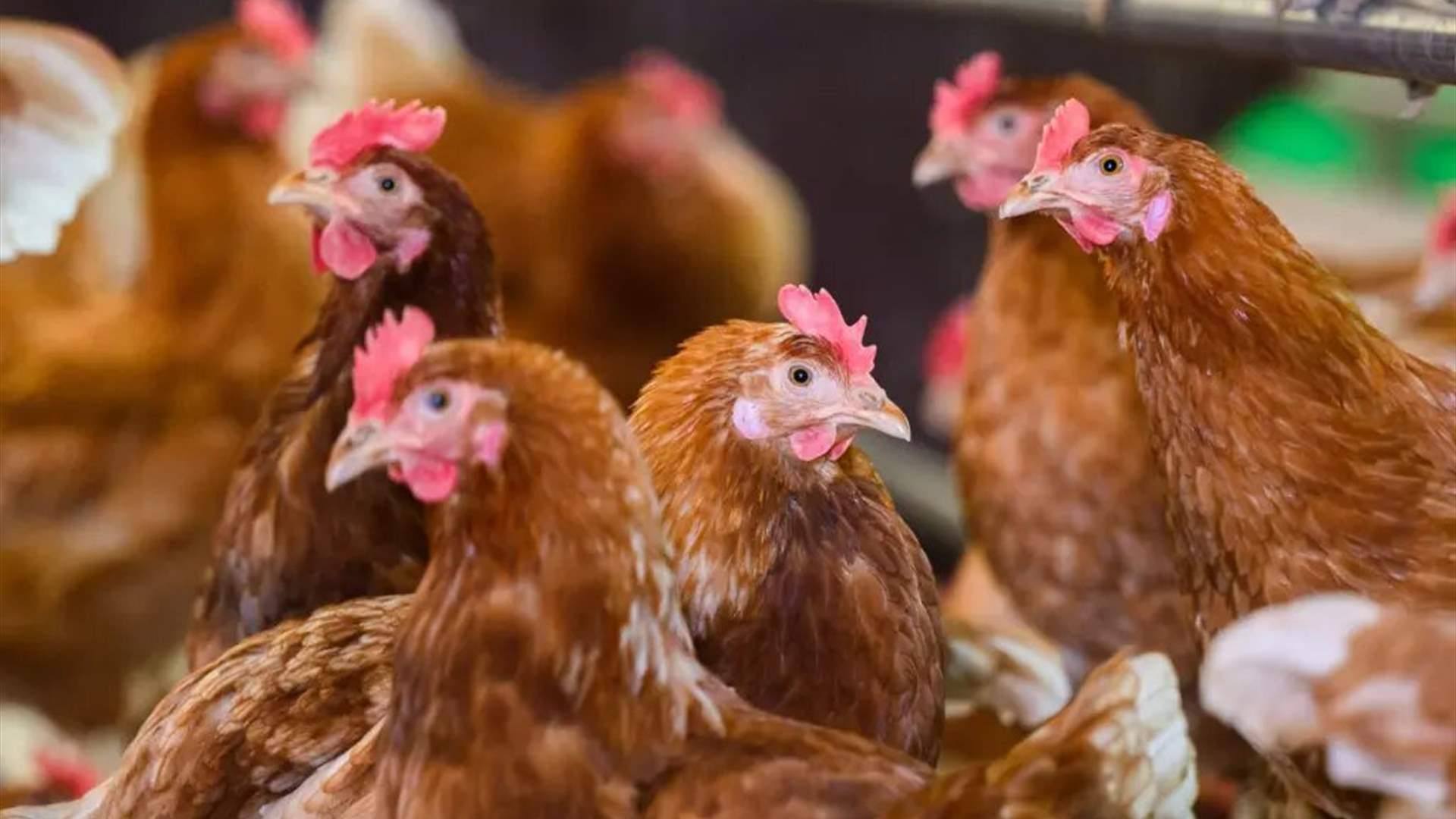 السجن لرجل بتهمة تخويف الدجاج حتى الموت