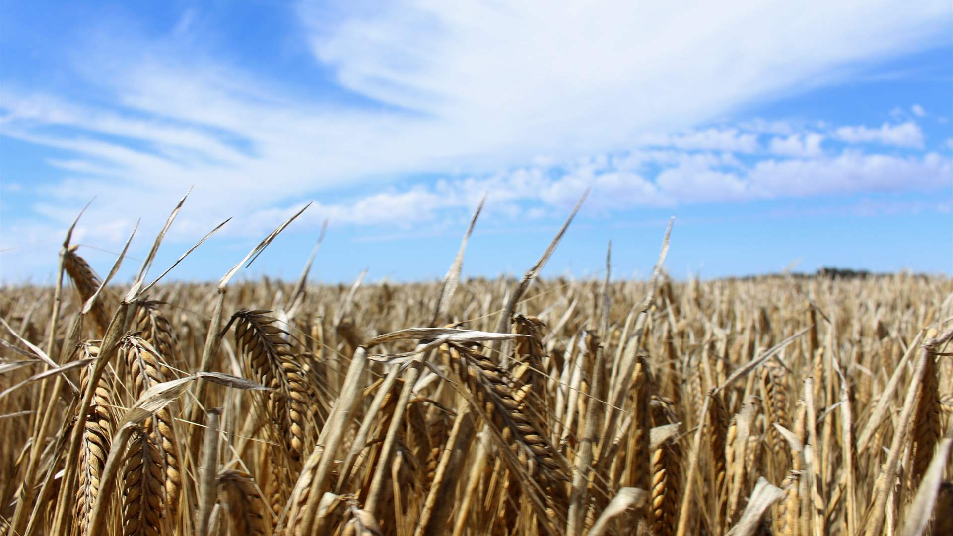 Australia reaches deal with China over barley dispute as trade ties improve