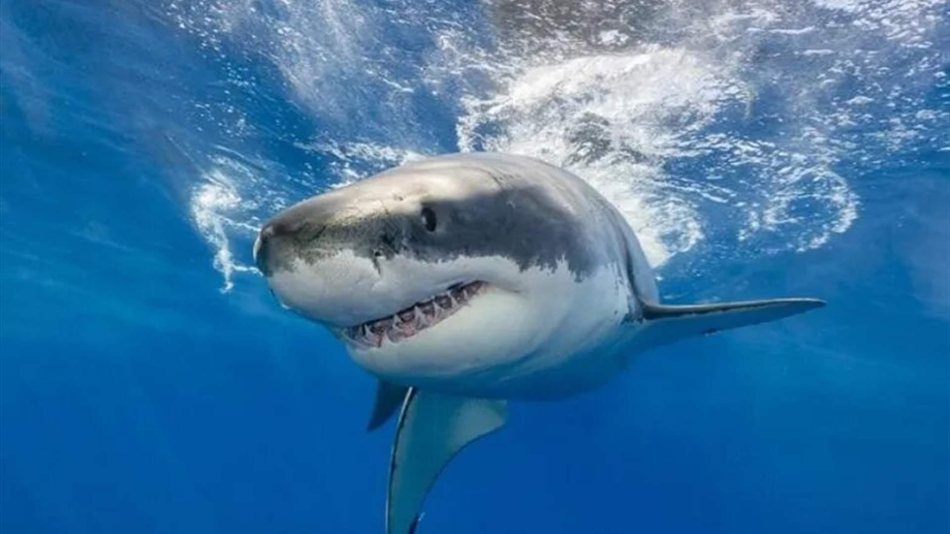 قرش ينهش قدم رجل في هاواي... والأخير في حالة خطيرة!