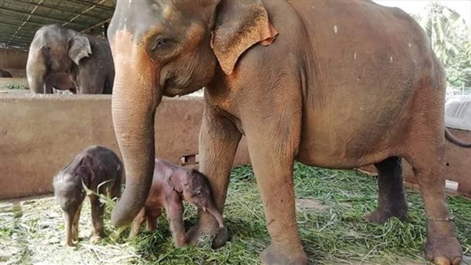 صيادون غير قانونيين يقتلون 5 فيلة في تشاد