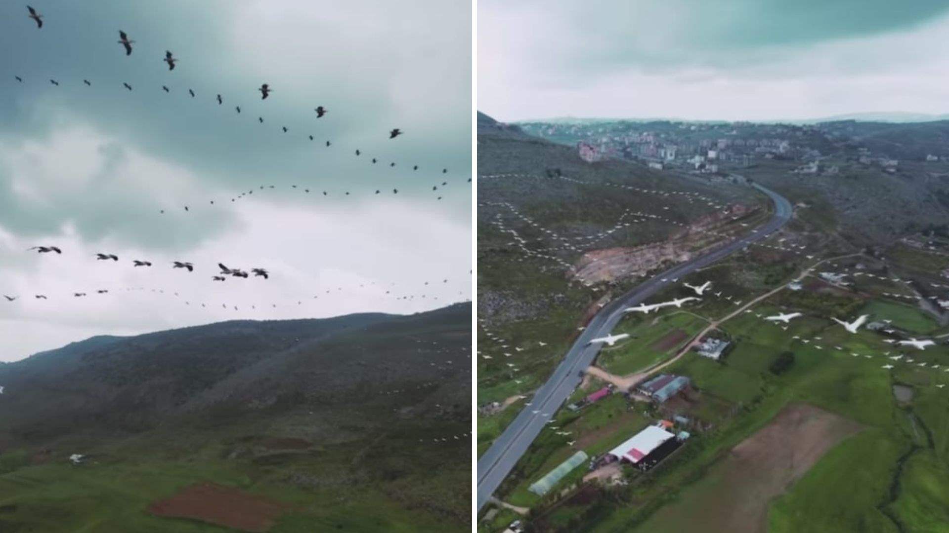In Lebanon, a video shows hordes of migrating swans over the south  