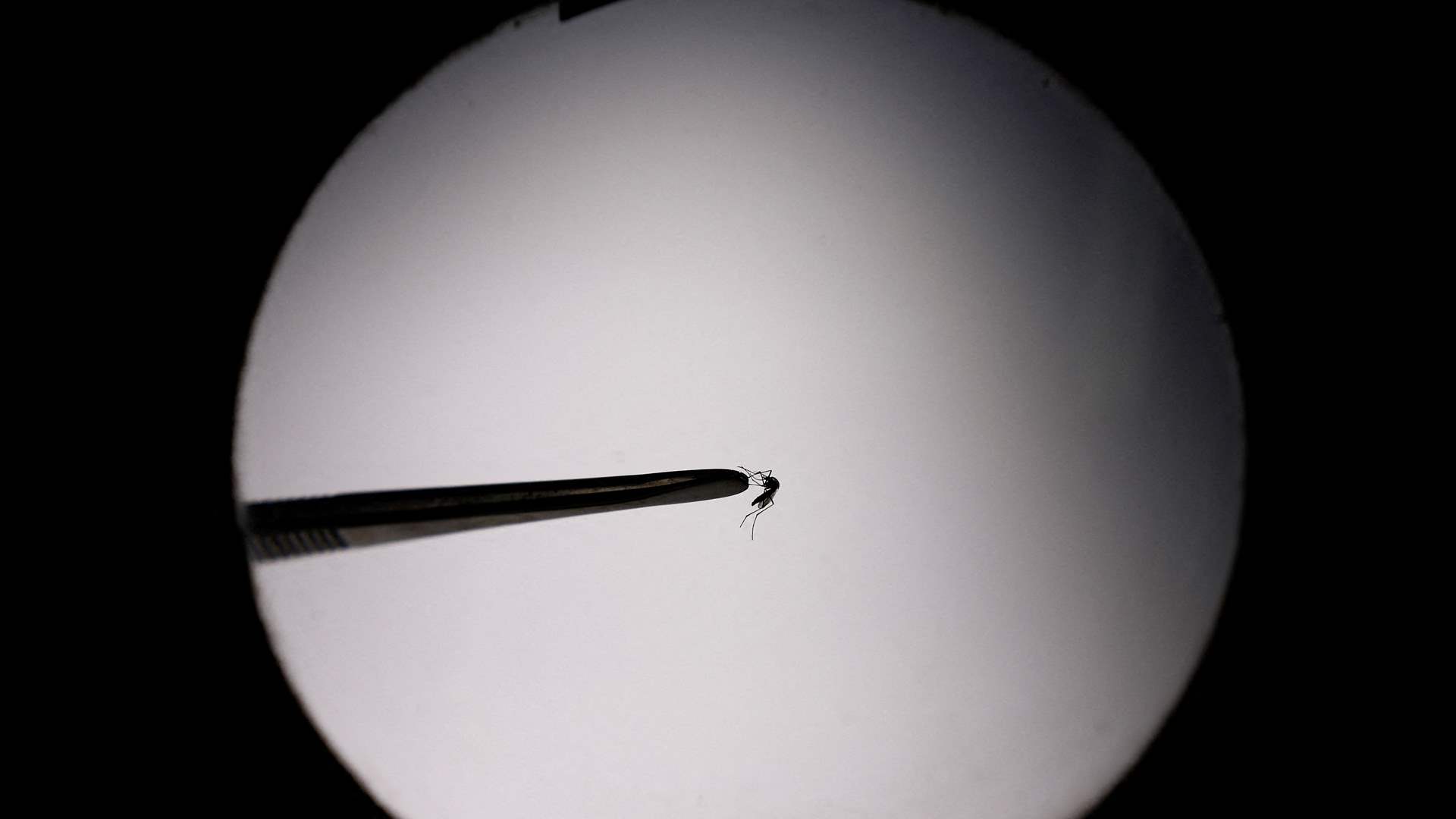 Argentina battles major dengue outbreak with atomic radiation