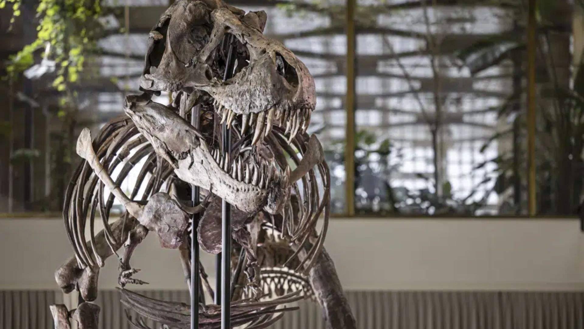 T. rex skeleton expected to fetch millions at Zurich auction 