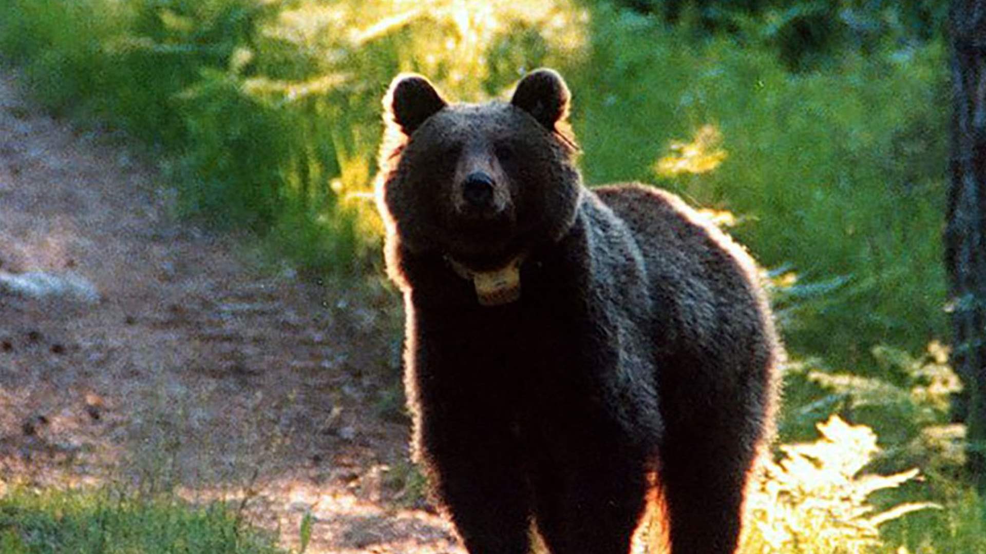 قتلت شاباً كان يمارس الهرولة... السلطات الإيطالية تمسك بالدبة "جاي جاي 4"