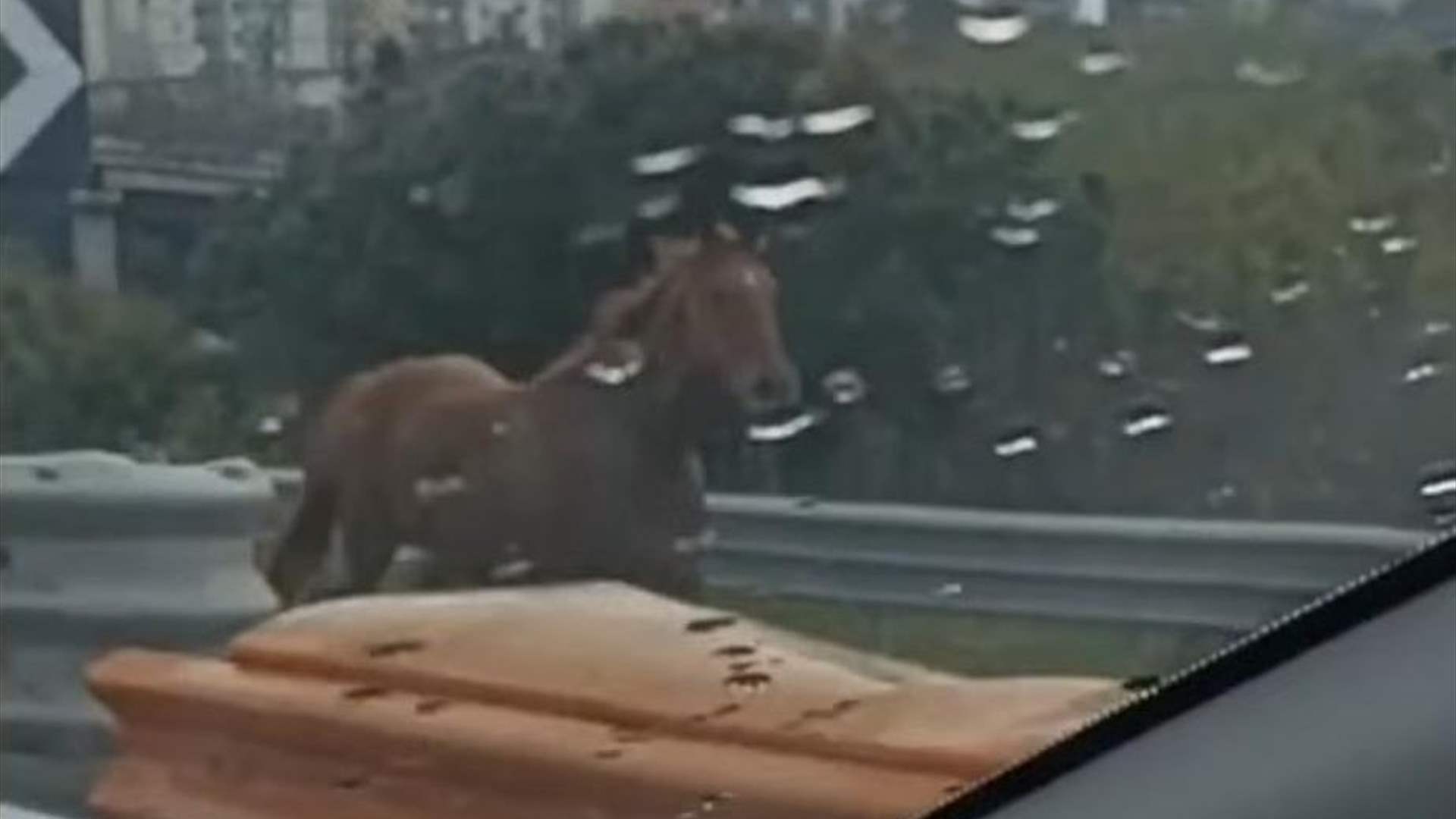 حصان يوقف حركة المرور على طريق سريع... وفيديو يوثّق المشهد!