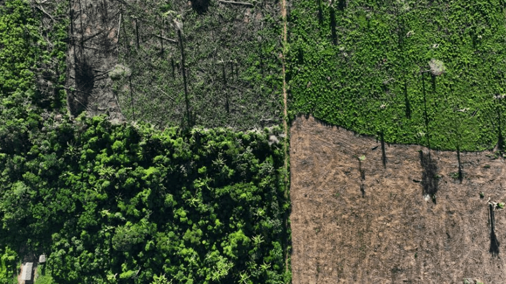 EU lawmakers back ban on goods linked to deforestation