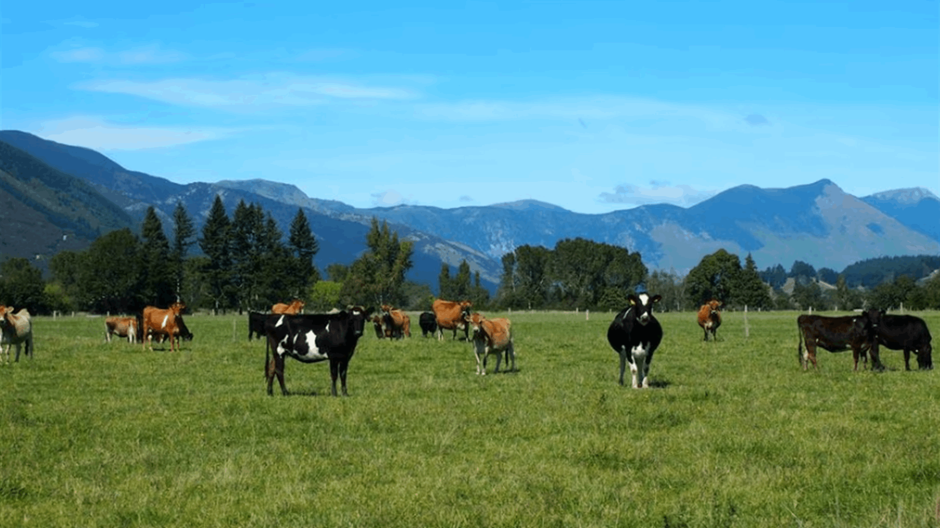 New Zealand ships its last livestock as ban takes effect