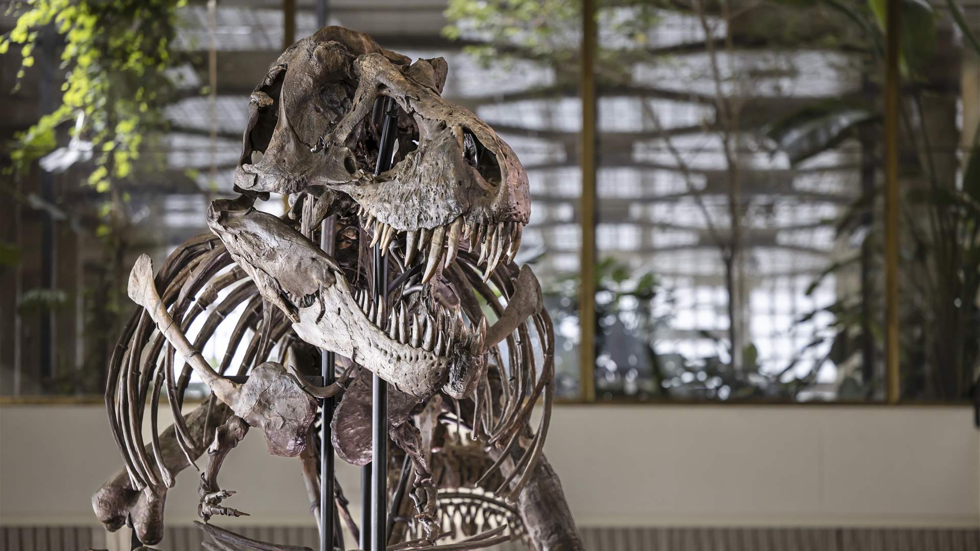 Trinity the T-Rex bought by art foundation, to go on show in Antwerp