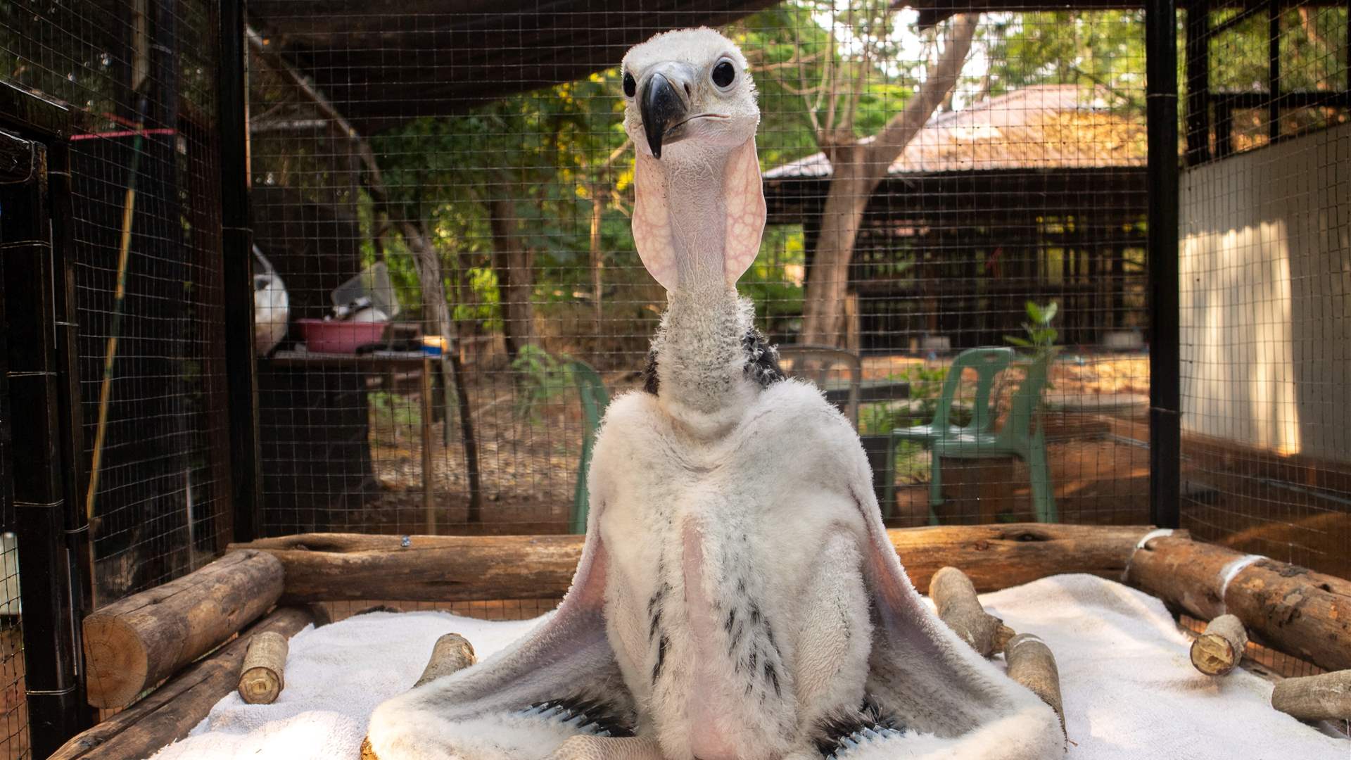 Thai zoo breeds endangered vultures hoping to see them soar again