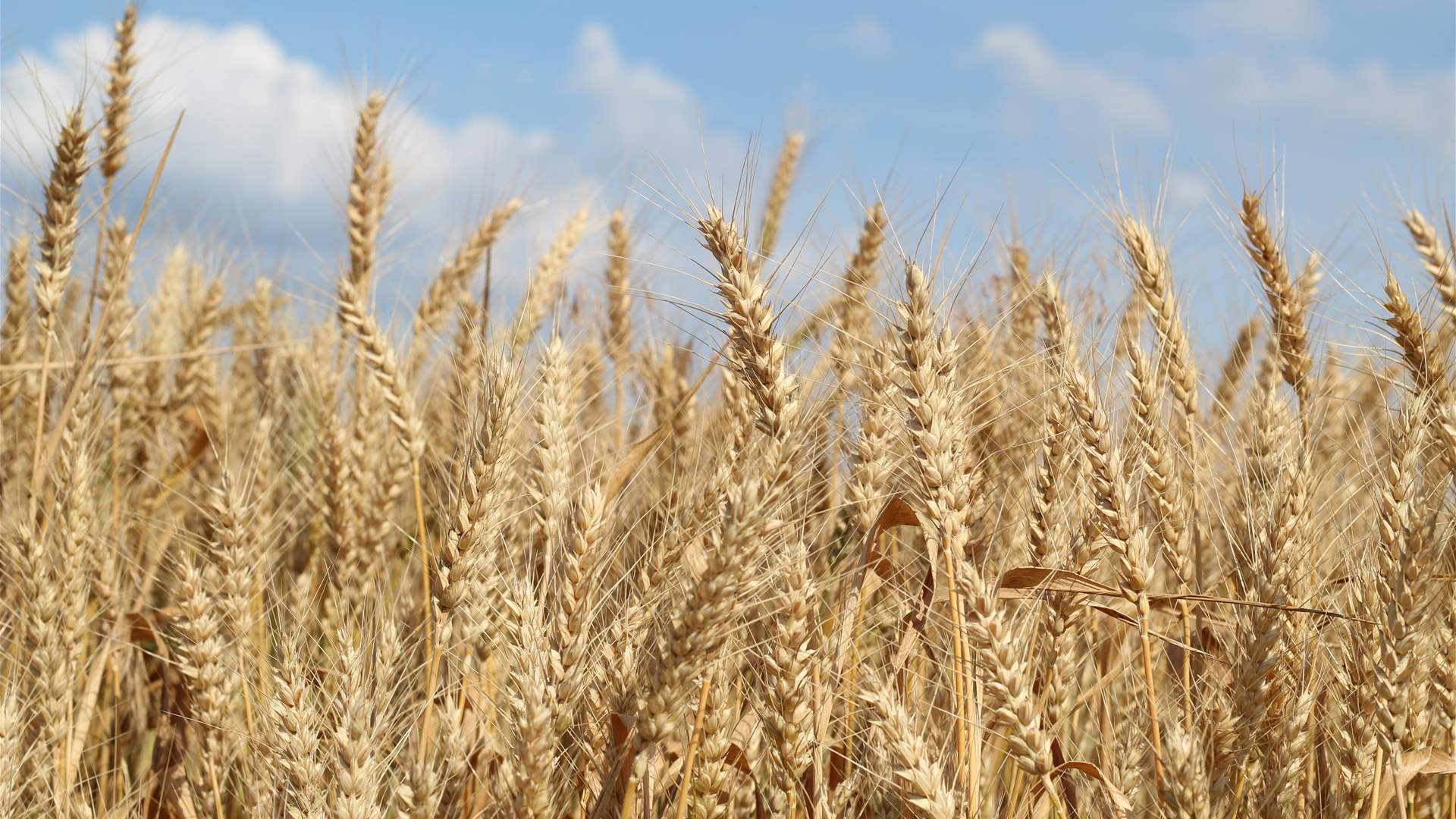 Hungary wants Ukrainian grain ban until end-2023, minister says