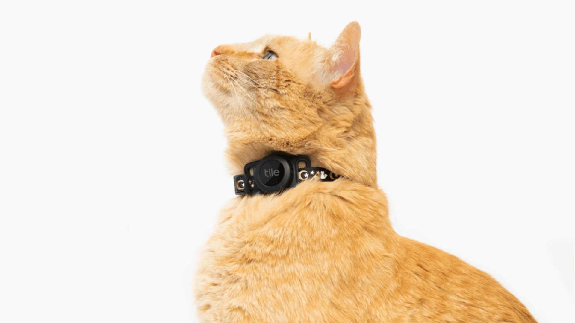Tile launches a new cat tracking tag with three-year battery life