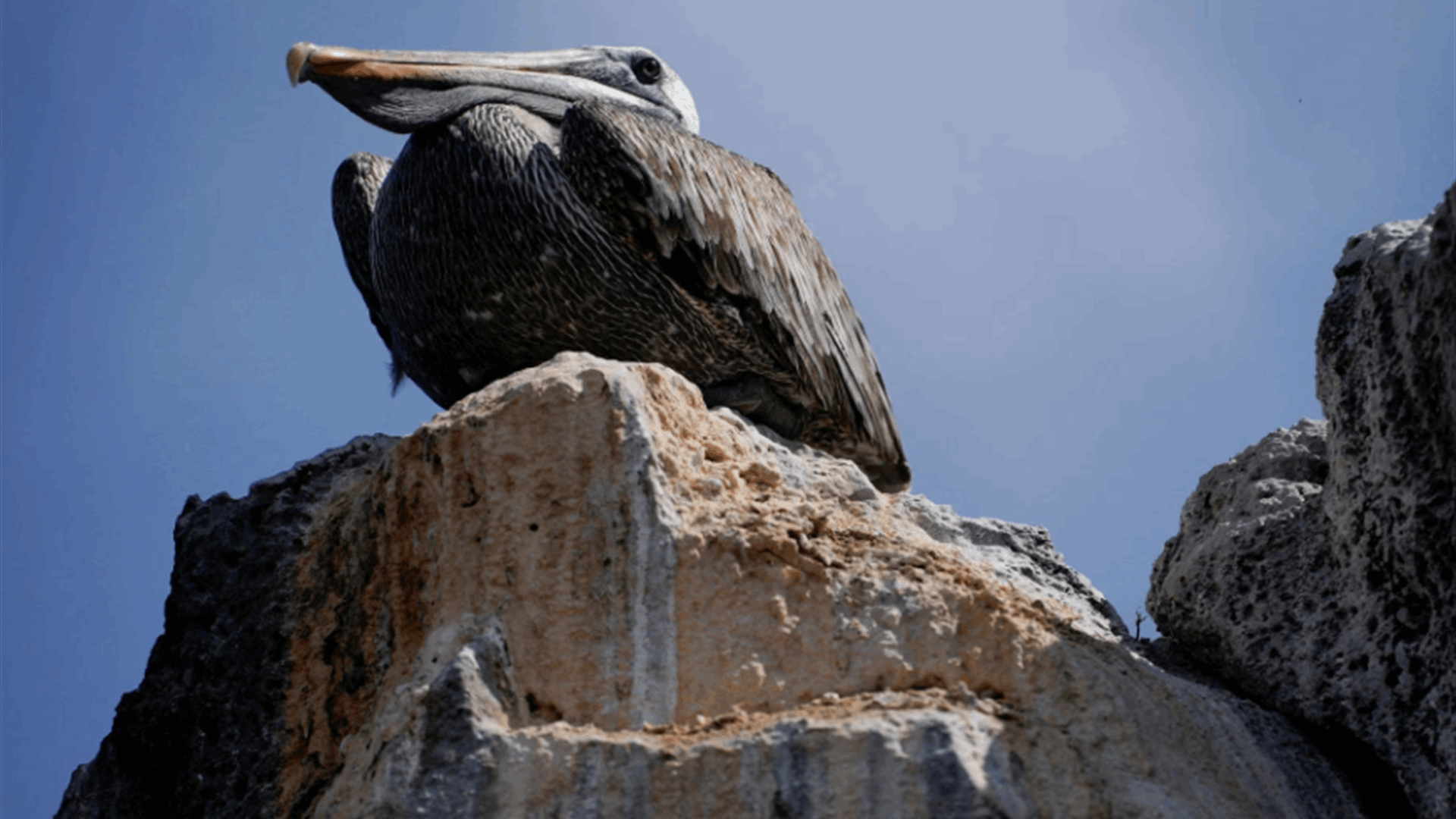 Ecuador launches debt buyback plan aimed at Galapagos protection