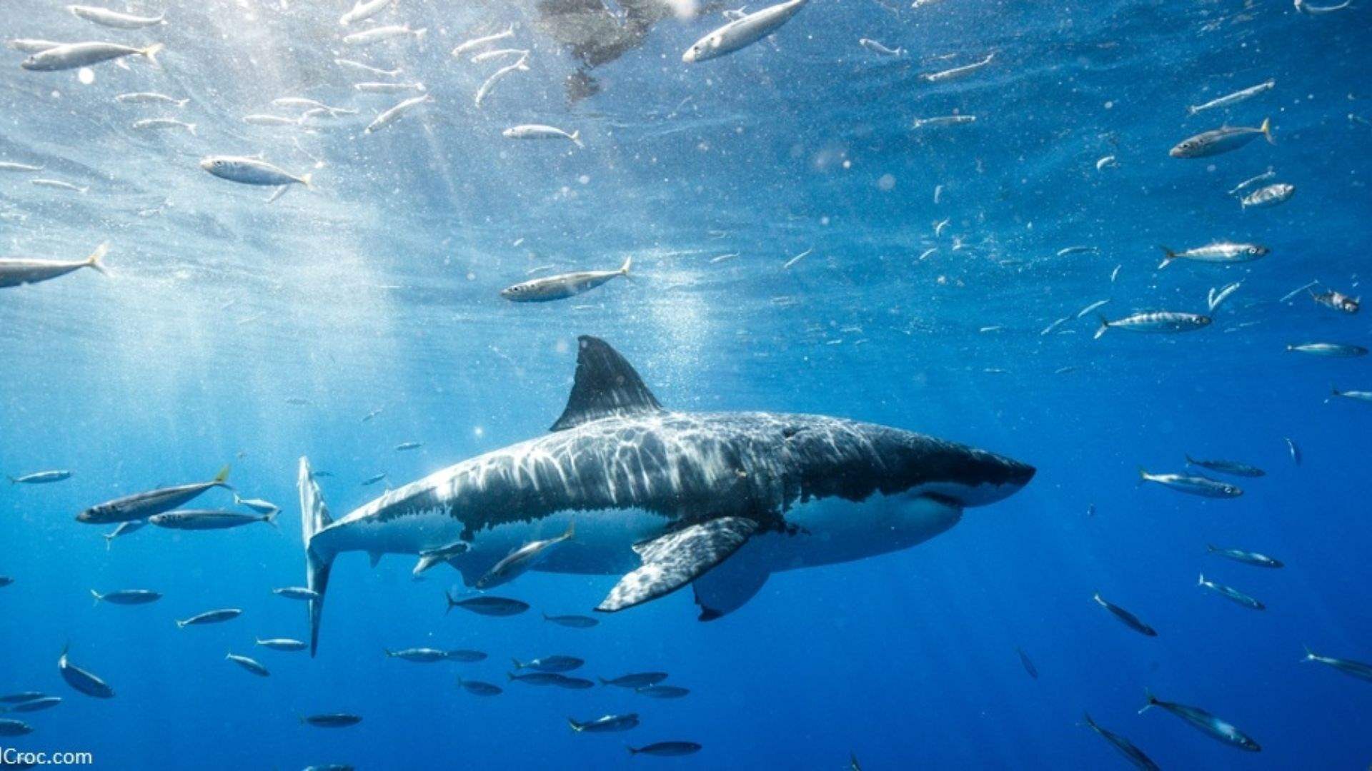 Lebanon’s Agriculture Ministry urges not to panic from sharks, calls for its protection