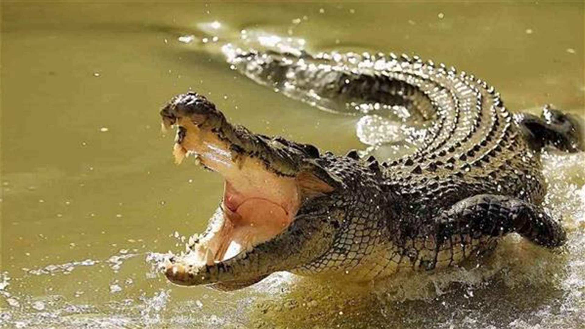 قصة موجعة... العثور على رفات أسترالي داخل تمساحين!