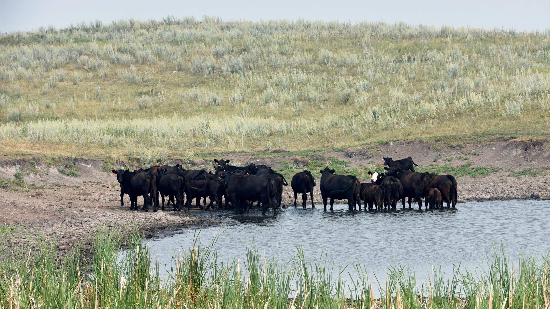 Shrinking US cattle herd squeezes meatpacker profits