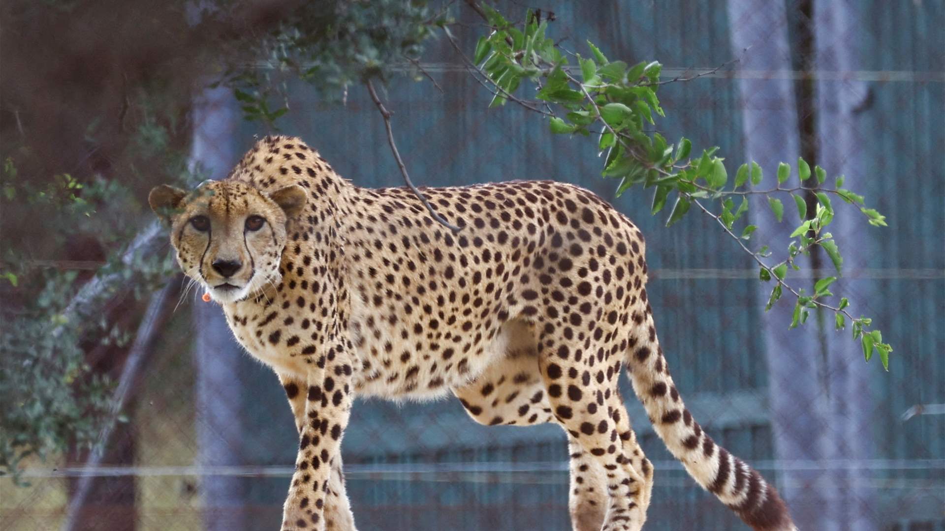 India says other African cheetahs well after two deaths