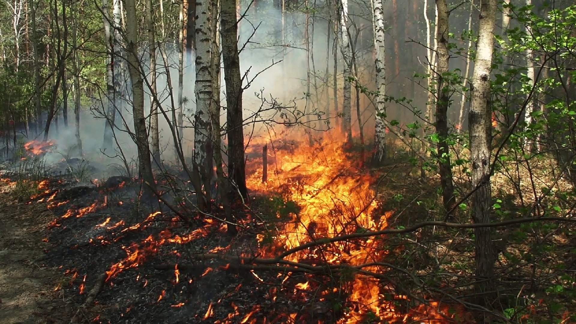 قتيل على الأقل في حرائق غابات في روسيا  