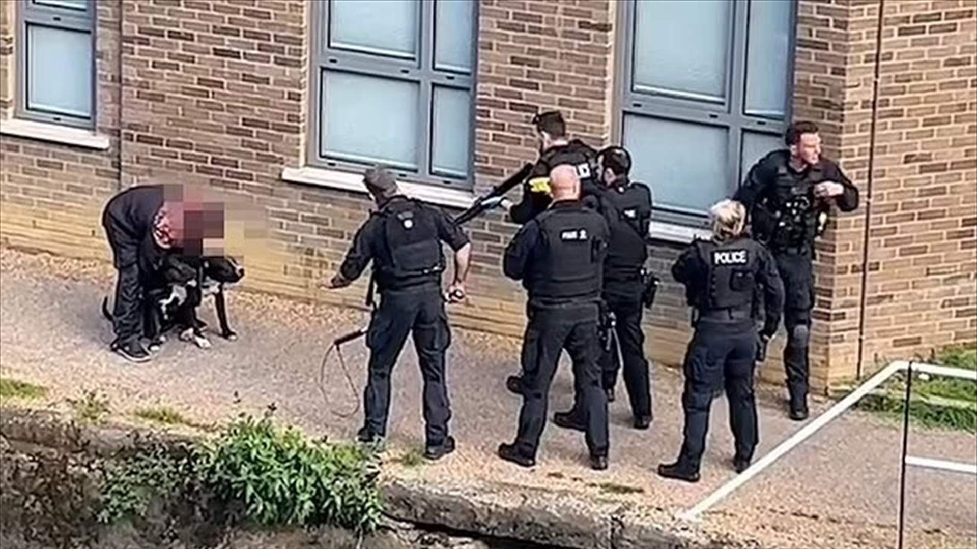 لحظات مروعة... الشرطة تطلق النار على كلبين بعد أن هاجما امرأة (فيديو)