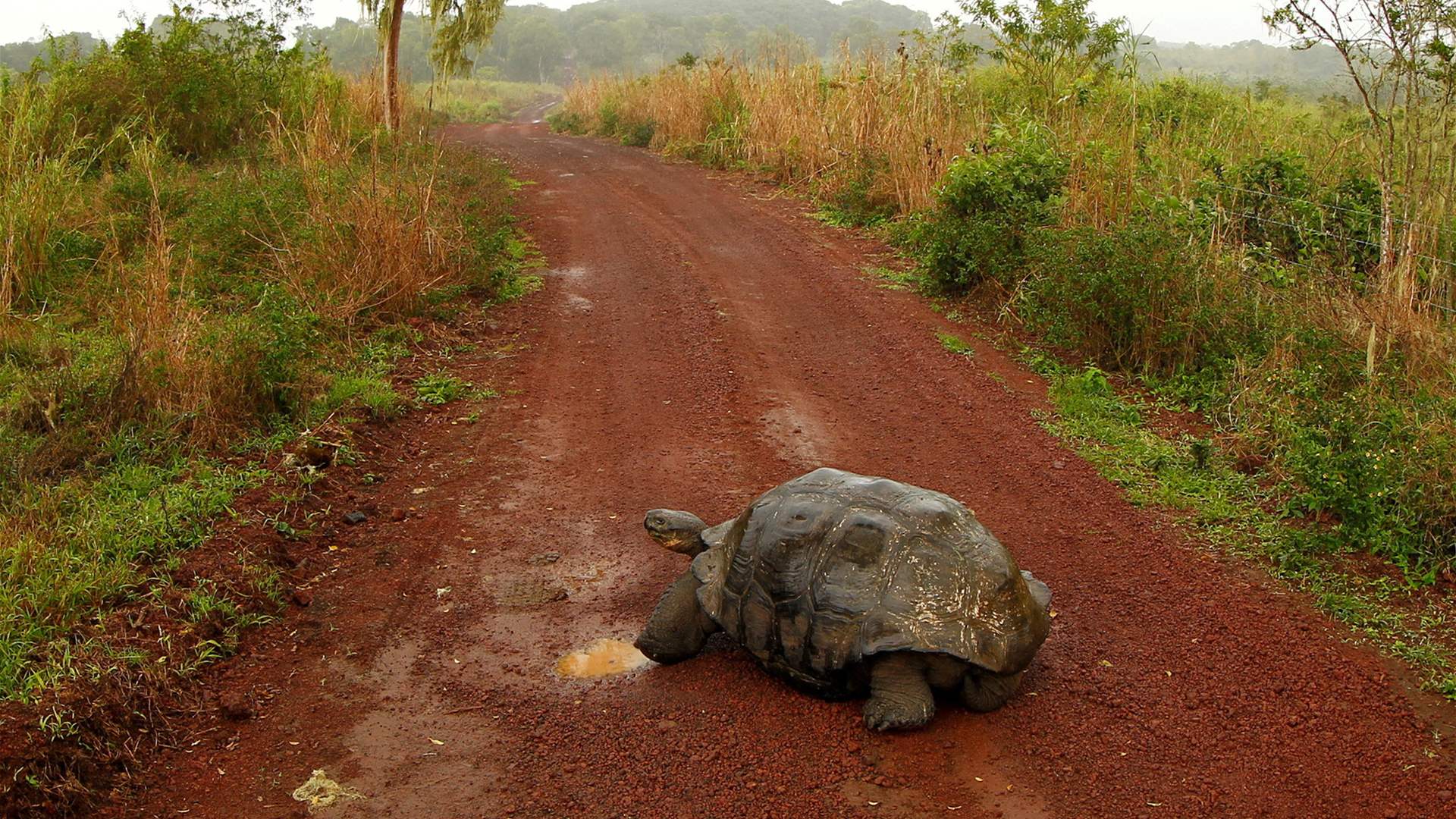 Ecuador seals record debt-for-nature swap with Galapagos bond