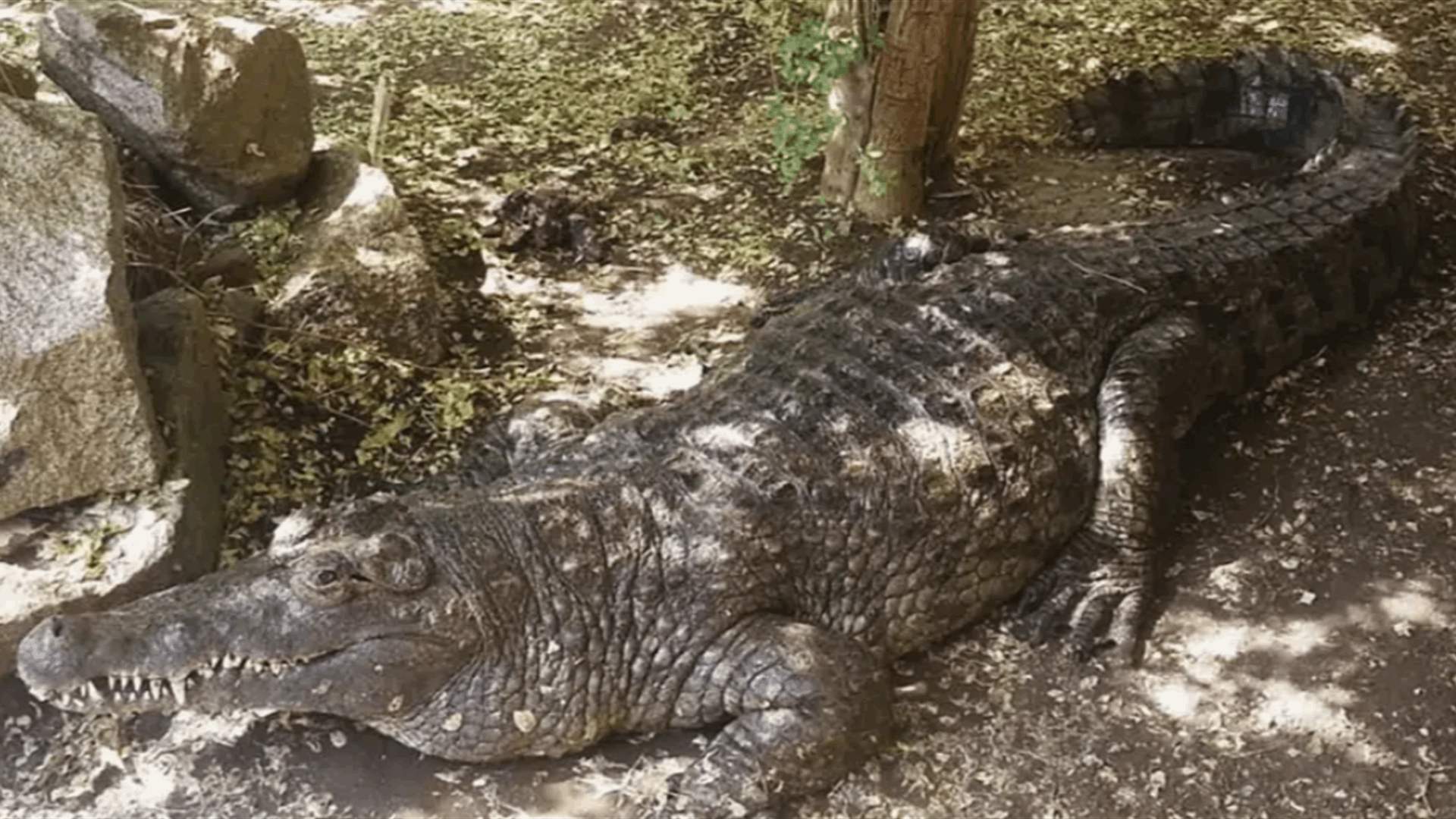 Fears over scores of zoo animals caught in Sudan crossfire