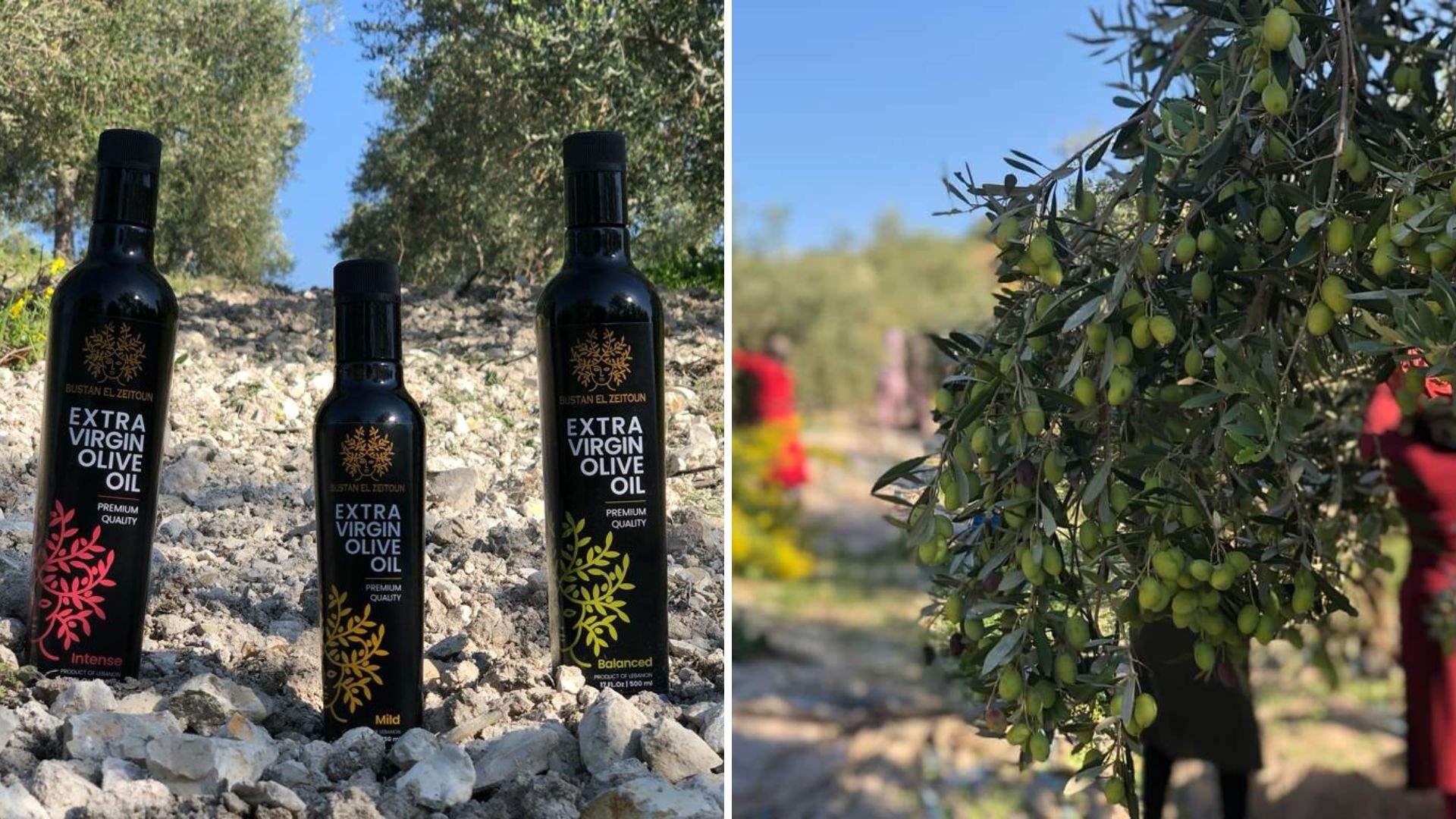 Lebanon&#39;s olive oil shines again on the global map with three international awards  