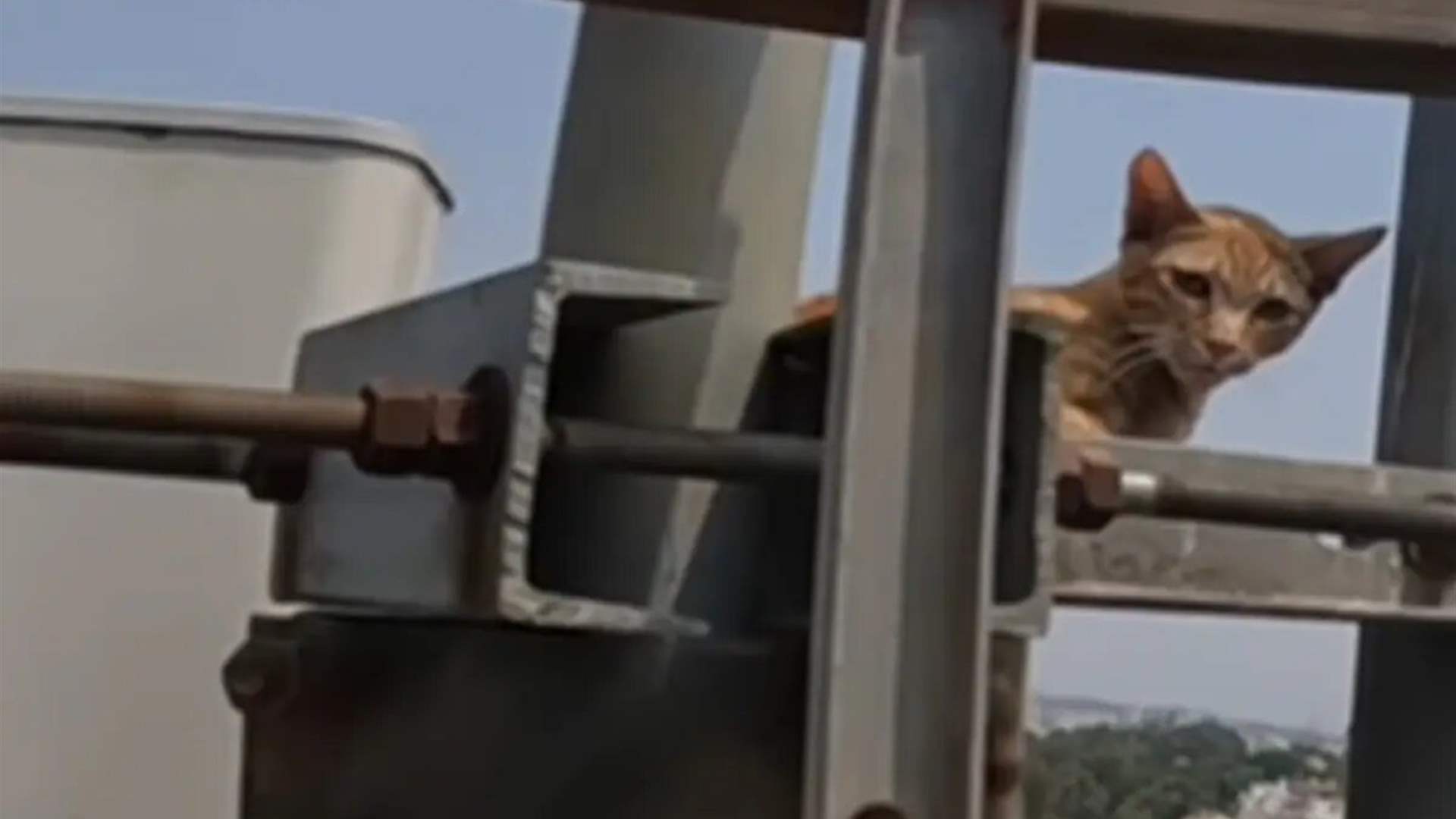 من أعلى برج متحرك في بنغالورو... مقطع فيديو لإنقاذ قطة يغزو مواقع التواصل الاجتماعي!