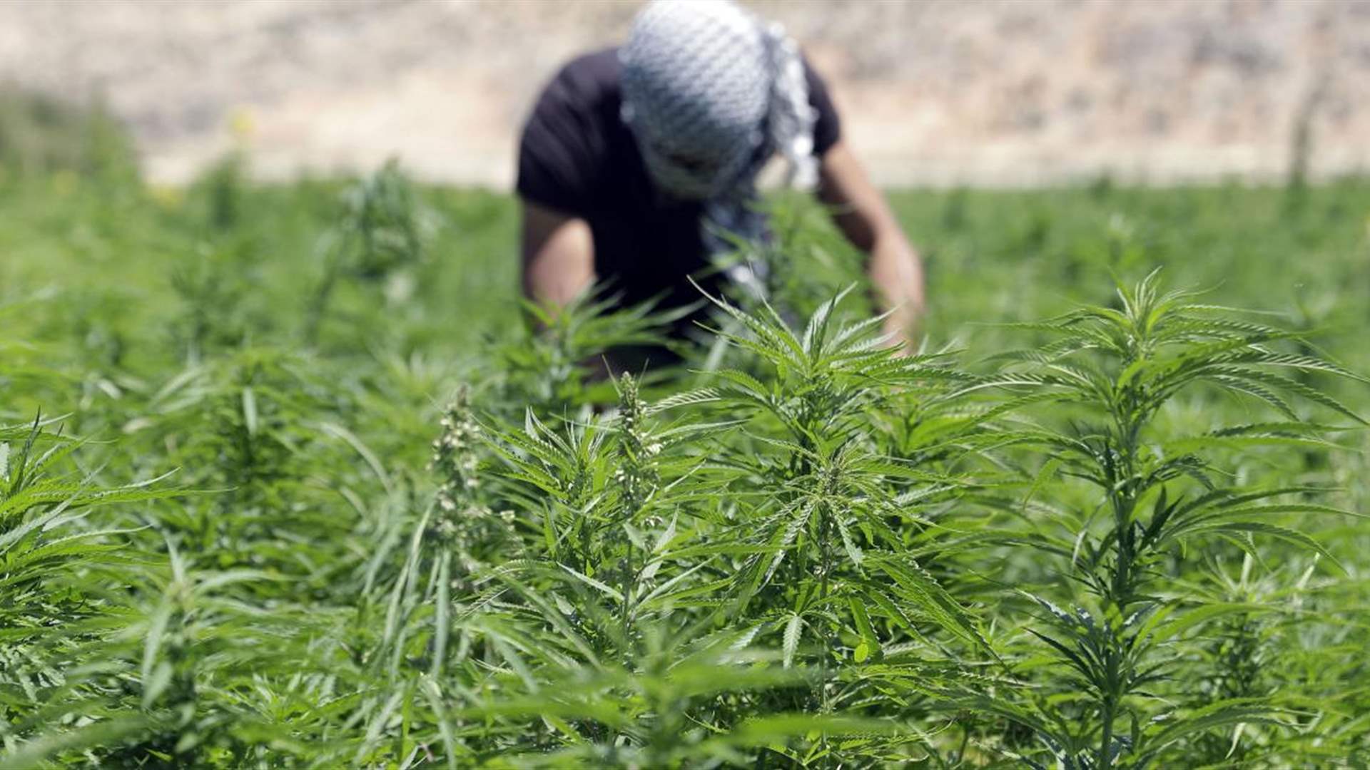 Lost potential: The untapped benefits of Lebanon&#39;s marijuana industry