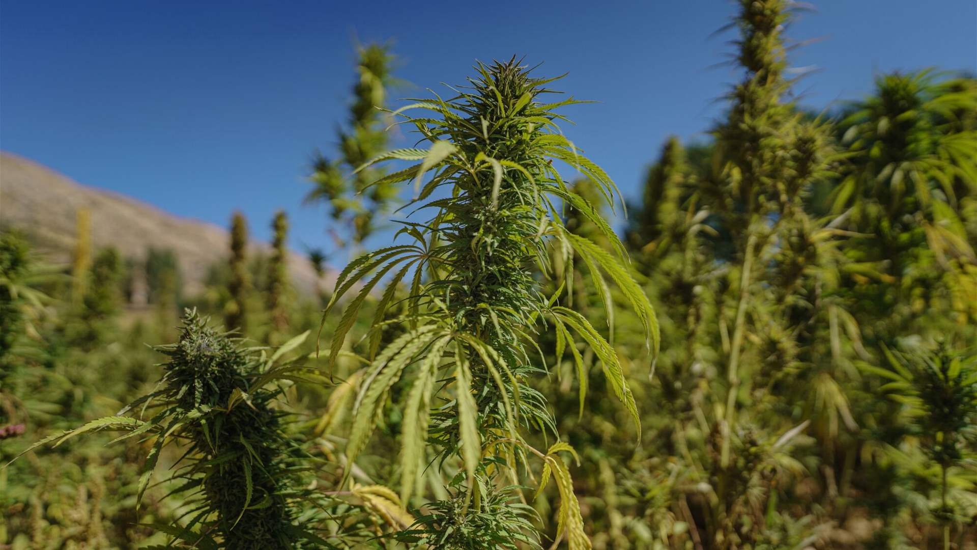 Exploring the factors behind Lebanon&#39;s delayed cannabis law implementation