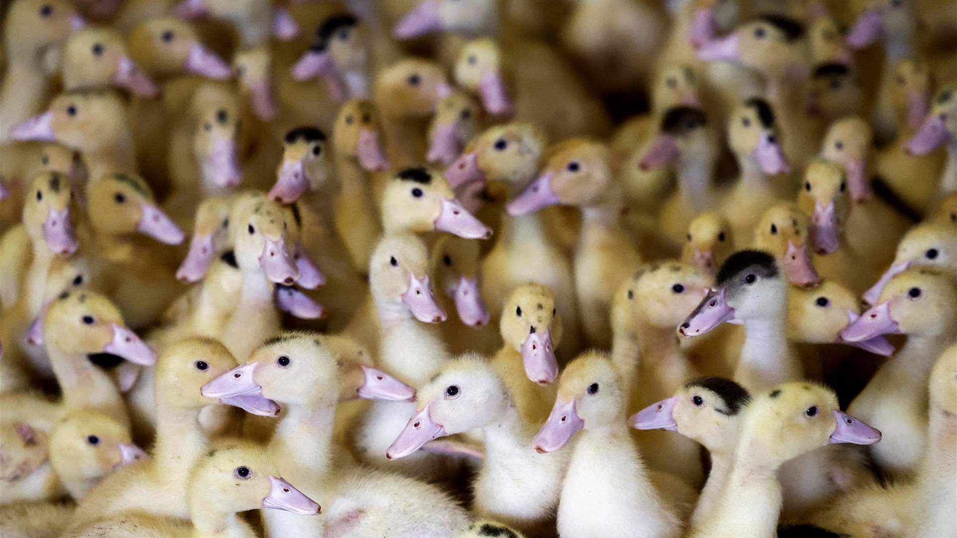 Brazil confirms first ever avian flu cases in wild birds