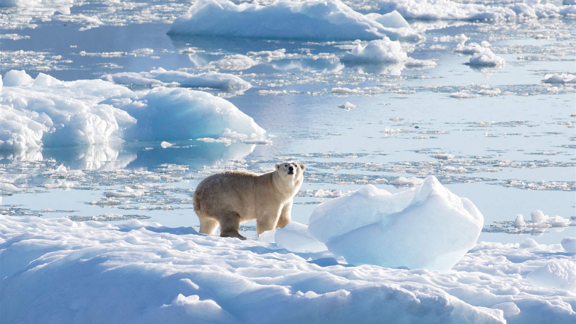 'More likely than not' world will soon see 1.5C of warming - WMO