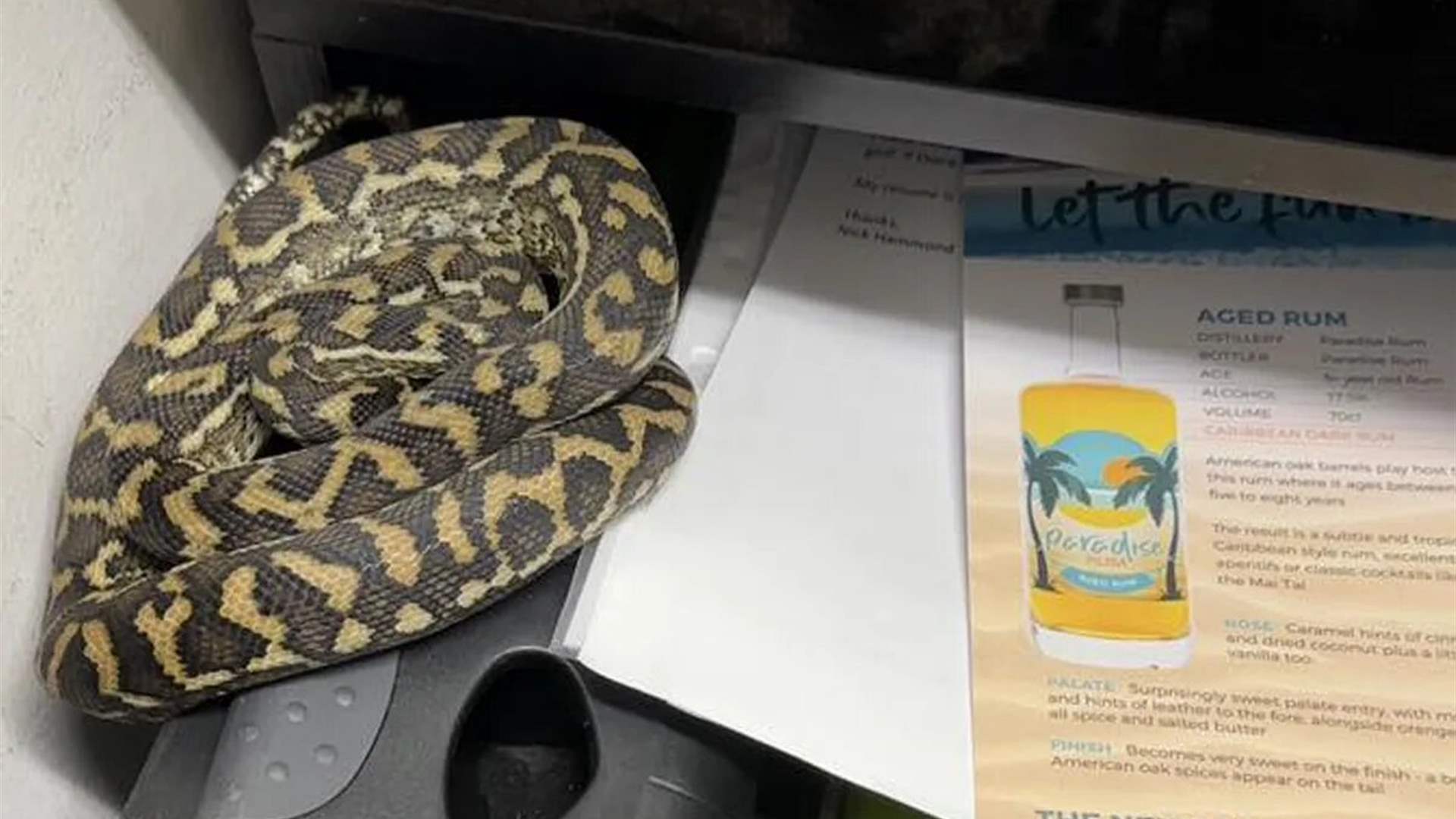 حادثة غريبة... زائر غير مرحب به في درج مكتب!